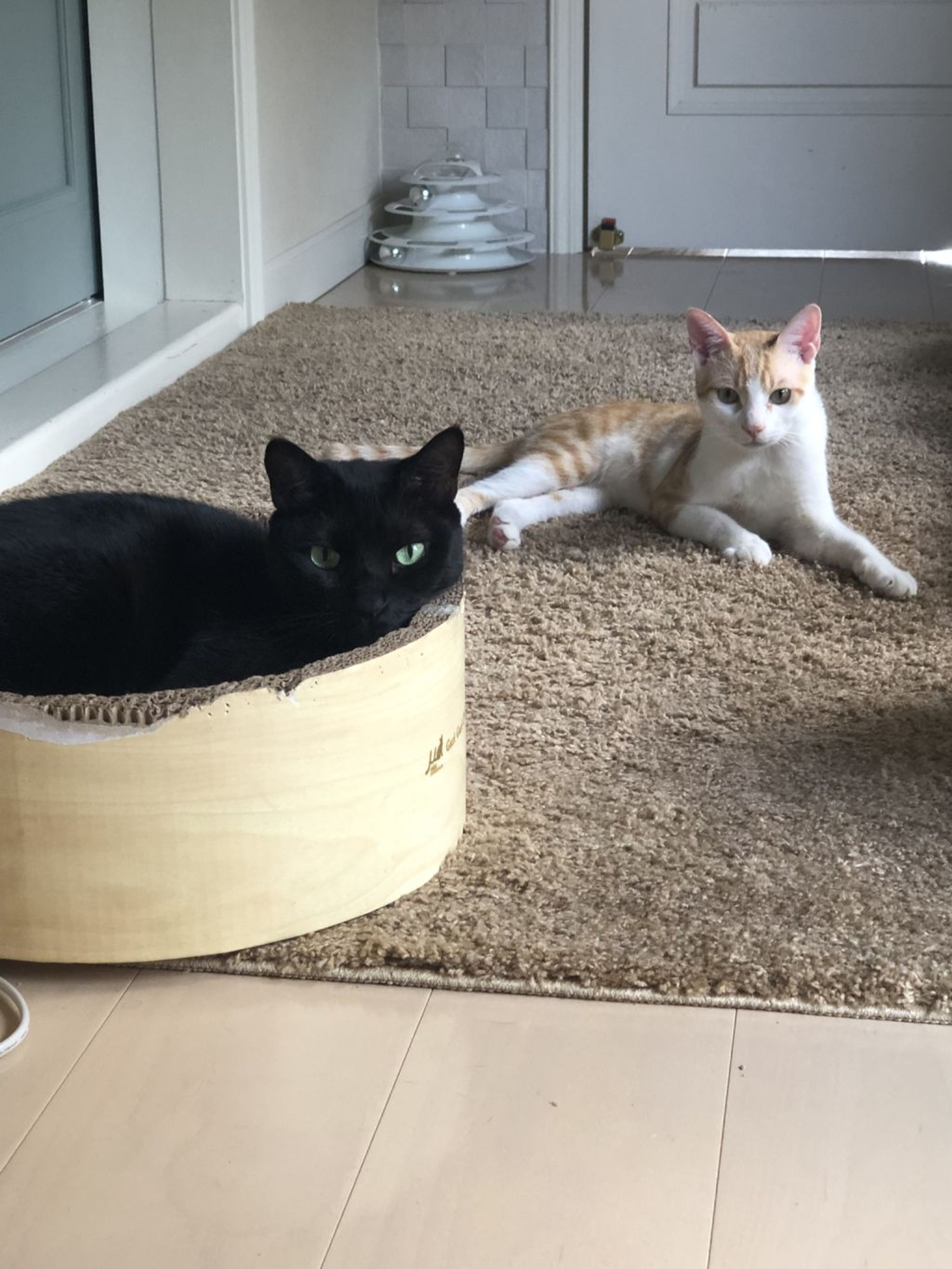 pet-image-6