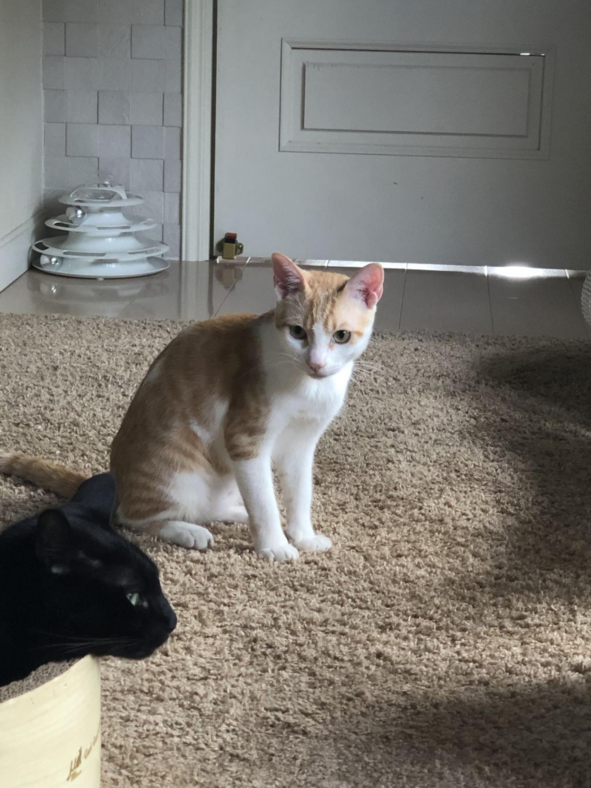 pet-image-8