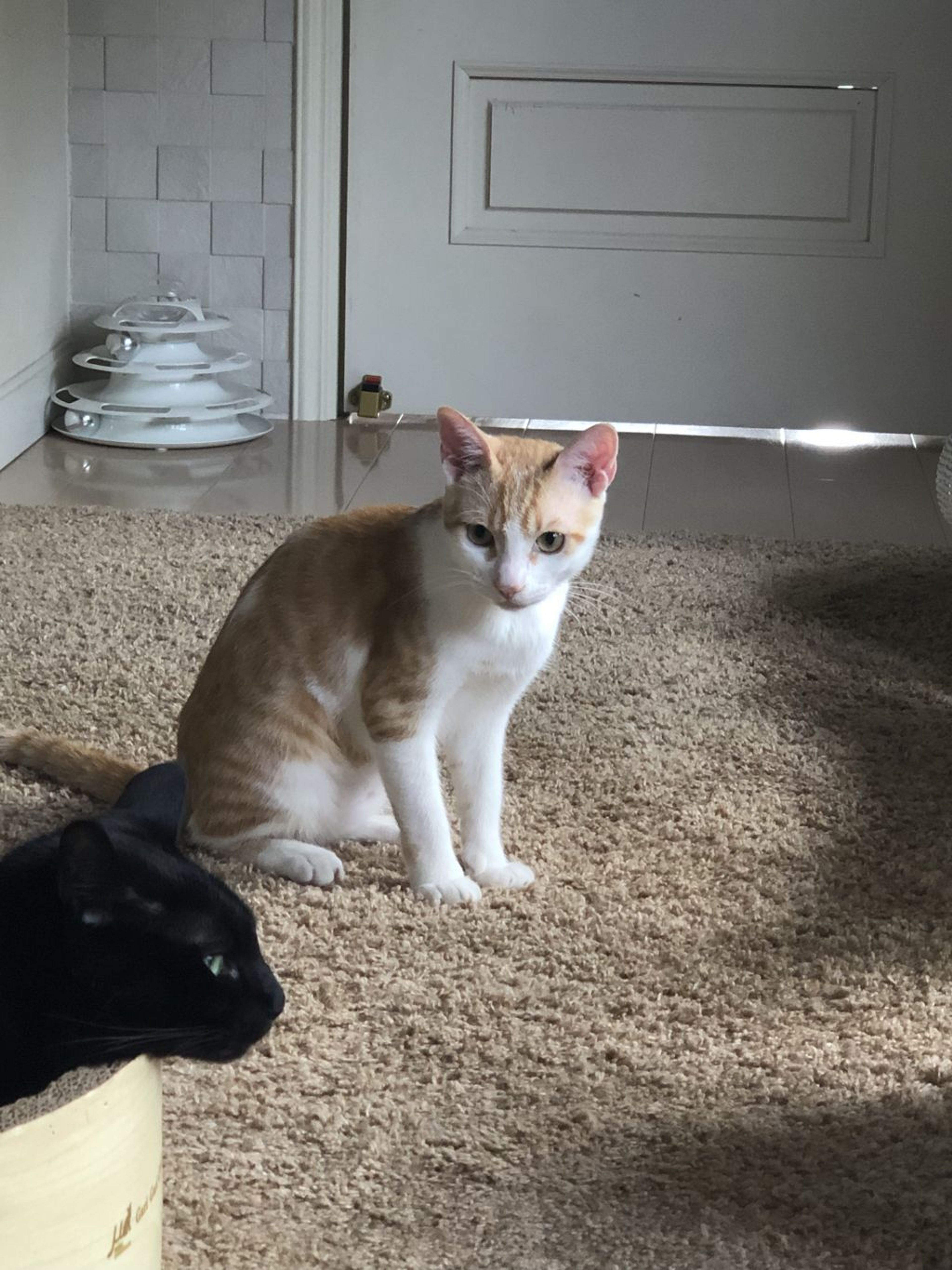 pet-image-8