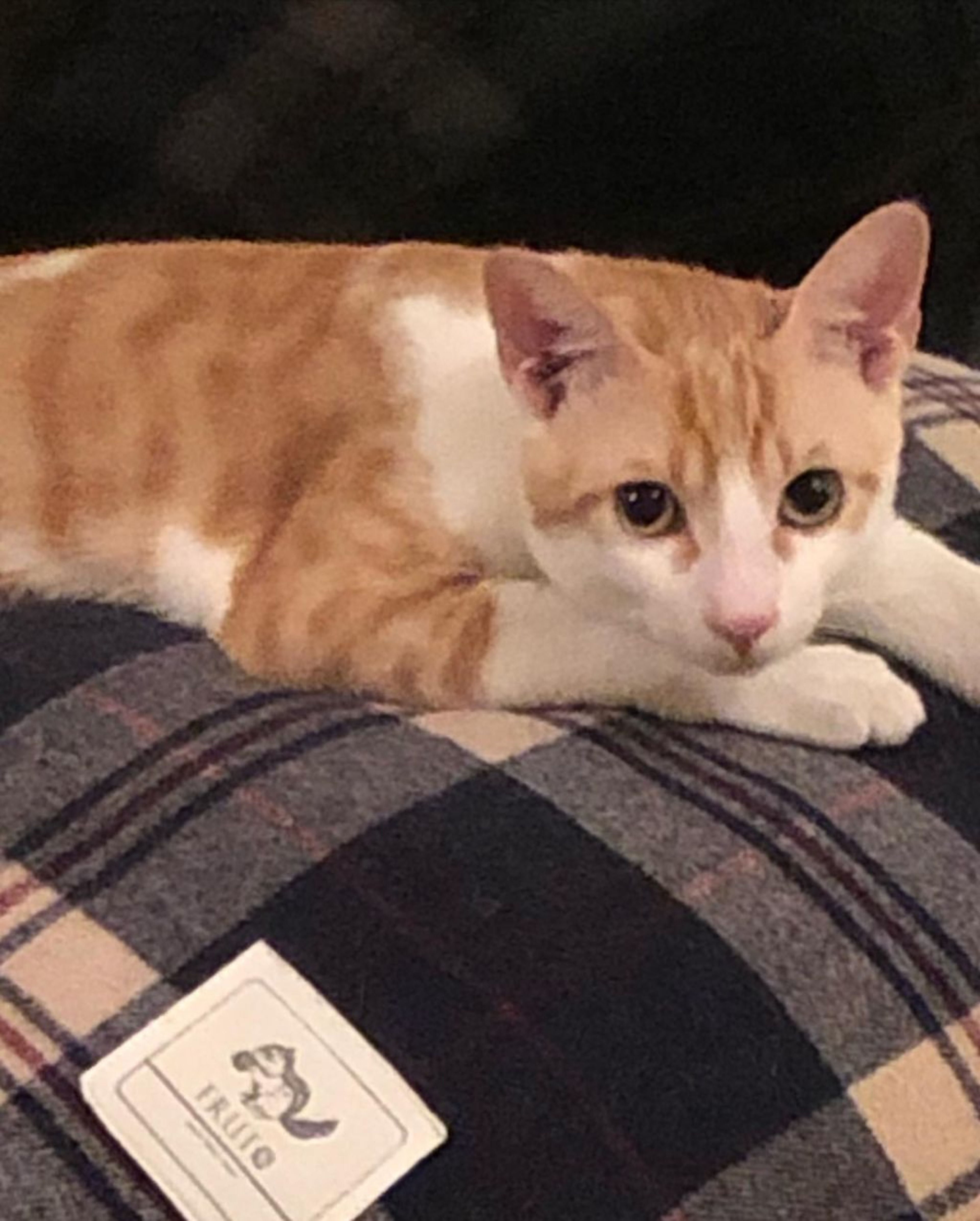 pet-image-9