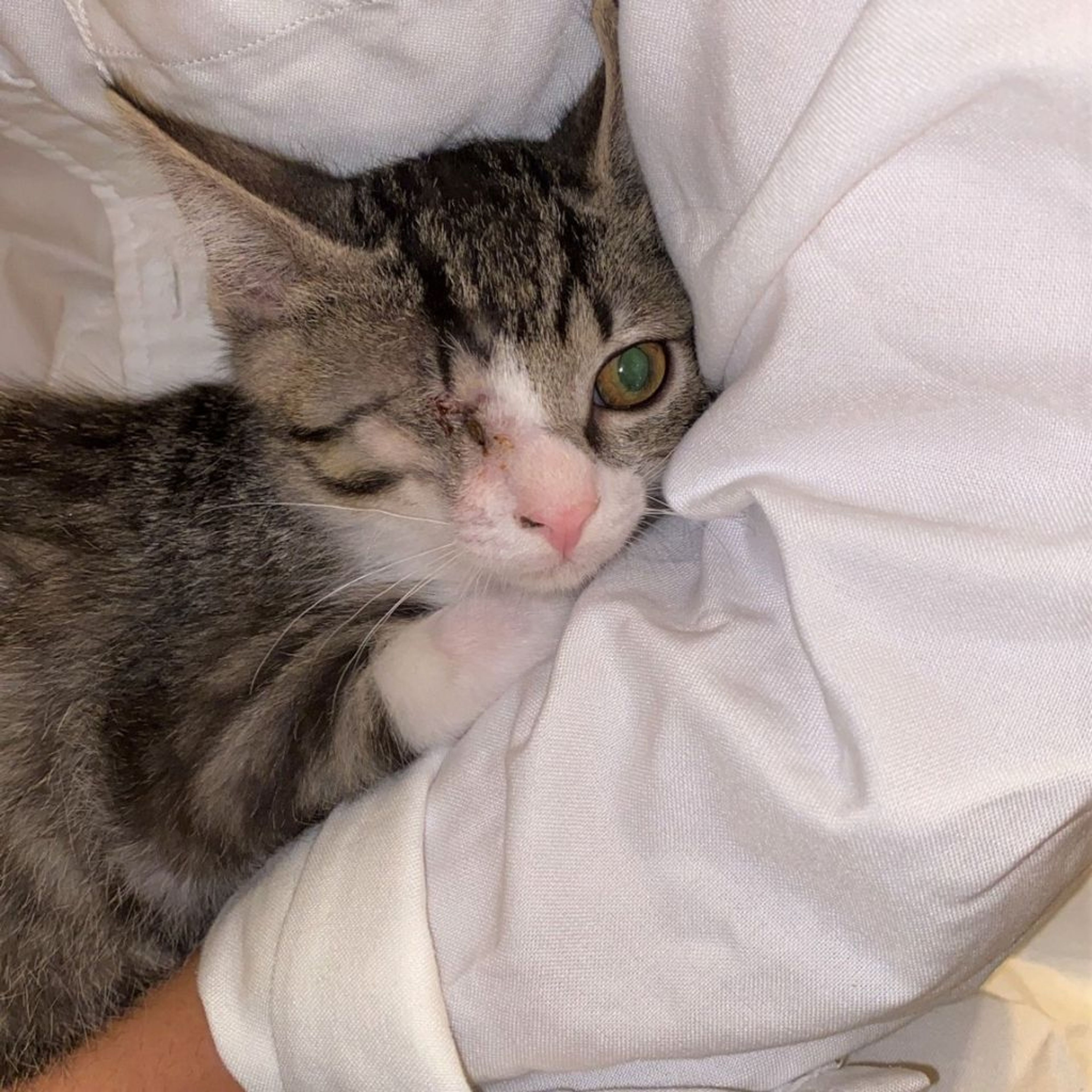 雑種（ミックス猫）・オスの里親募集の写真