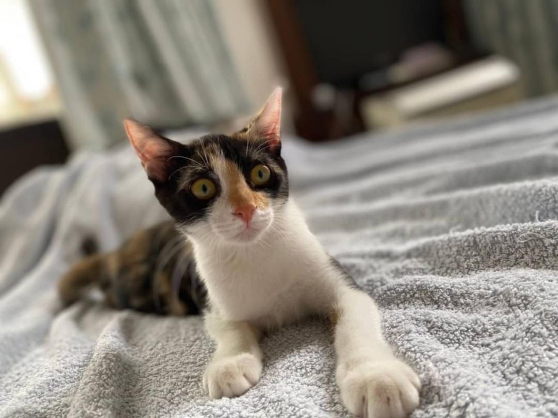pet-image-2
