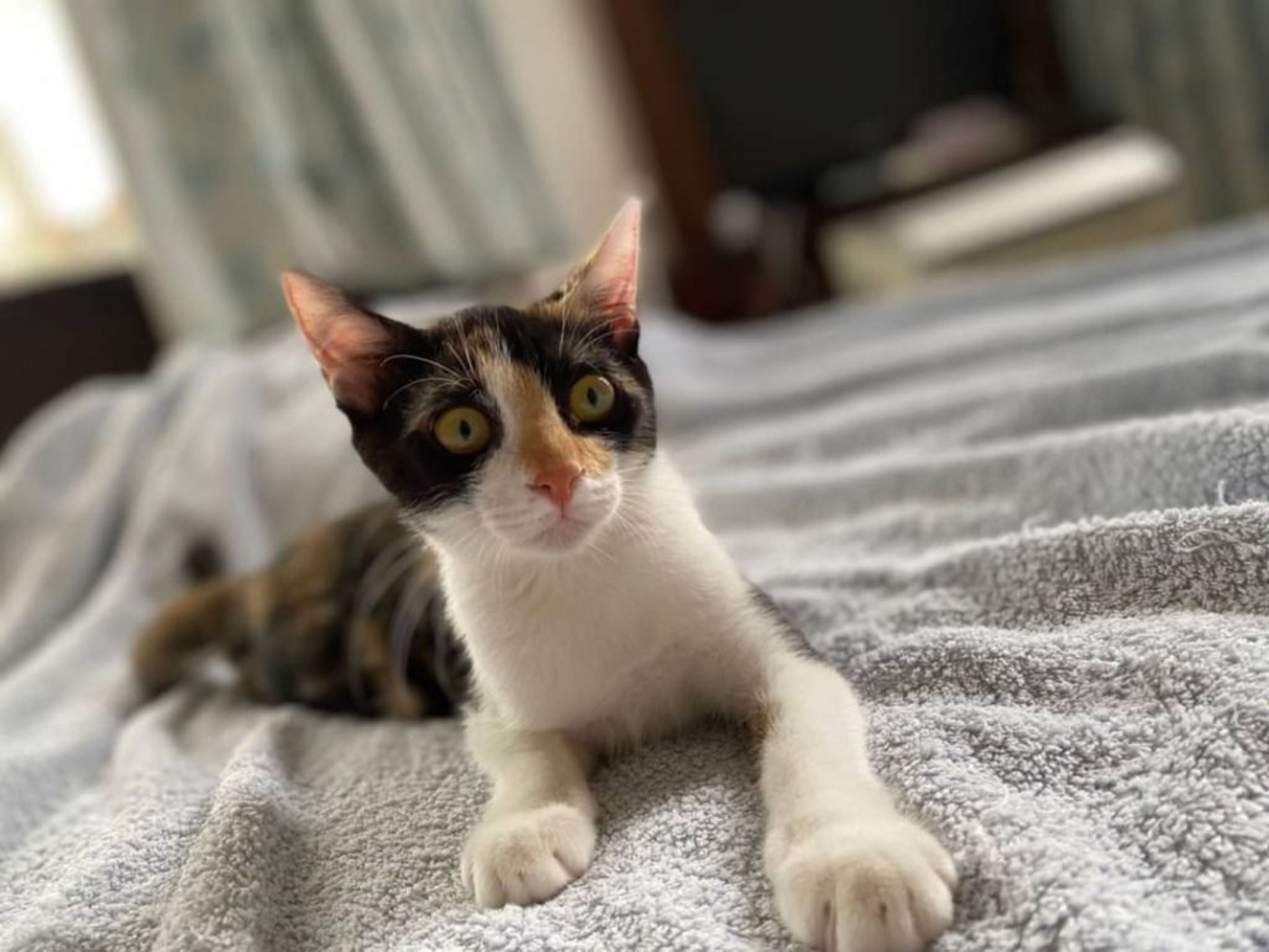 pet-image-2