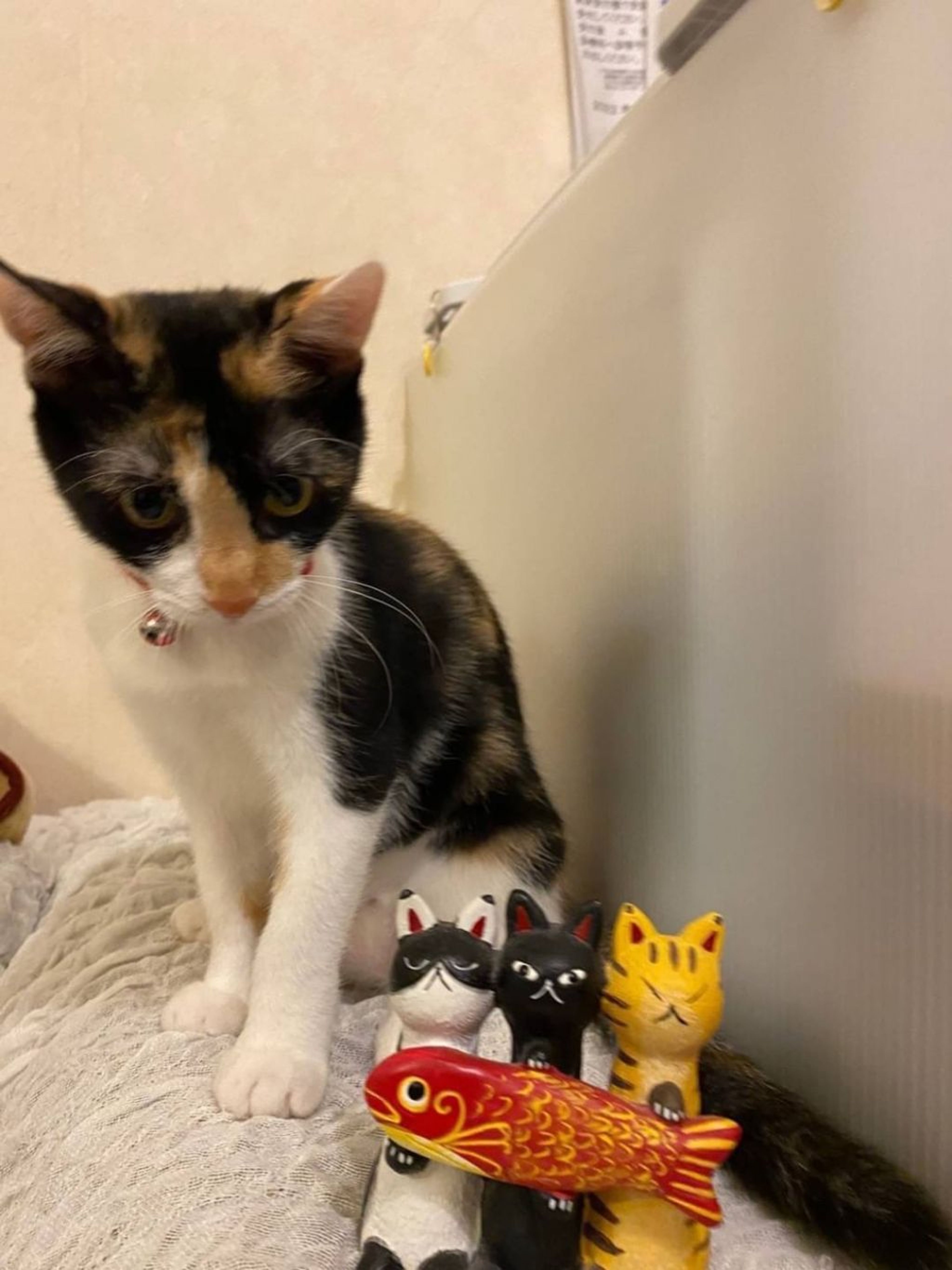 pet-image-4
