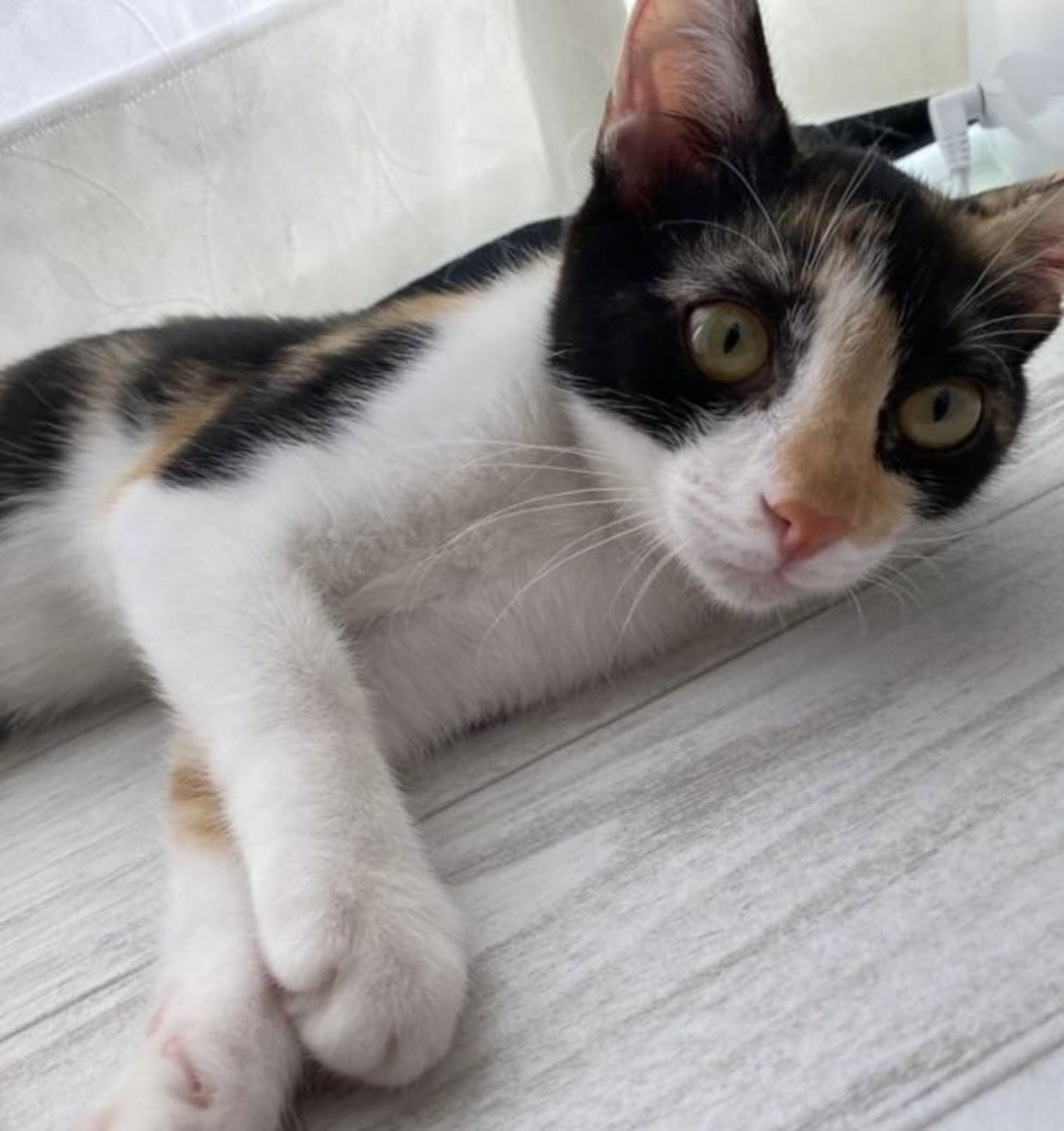 pet-image-6
