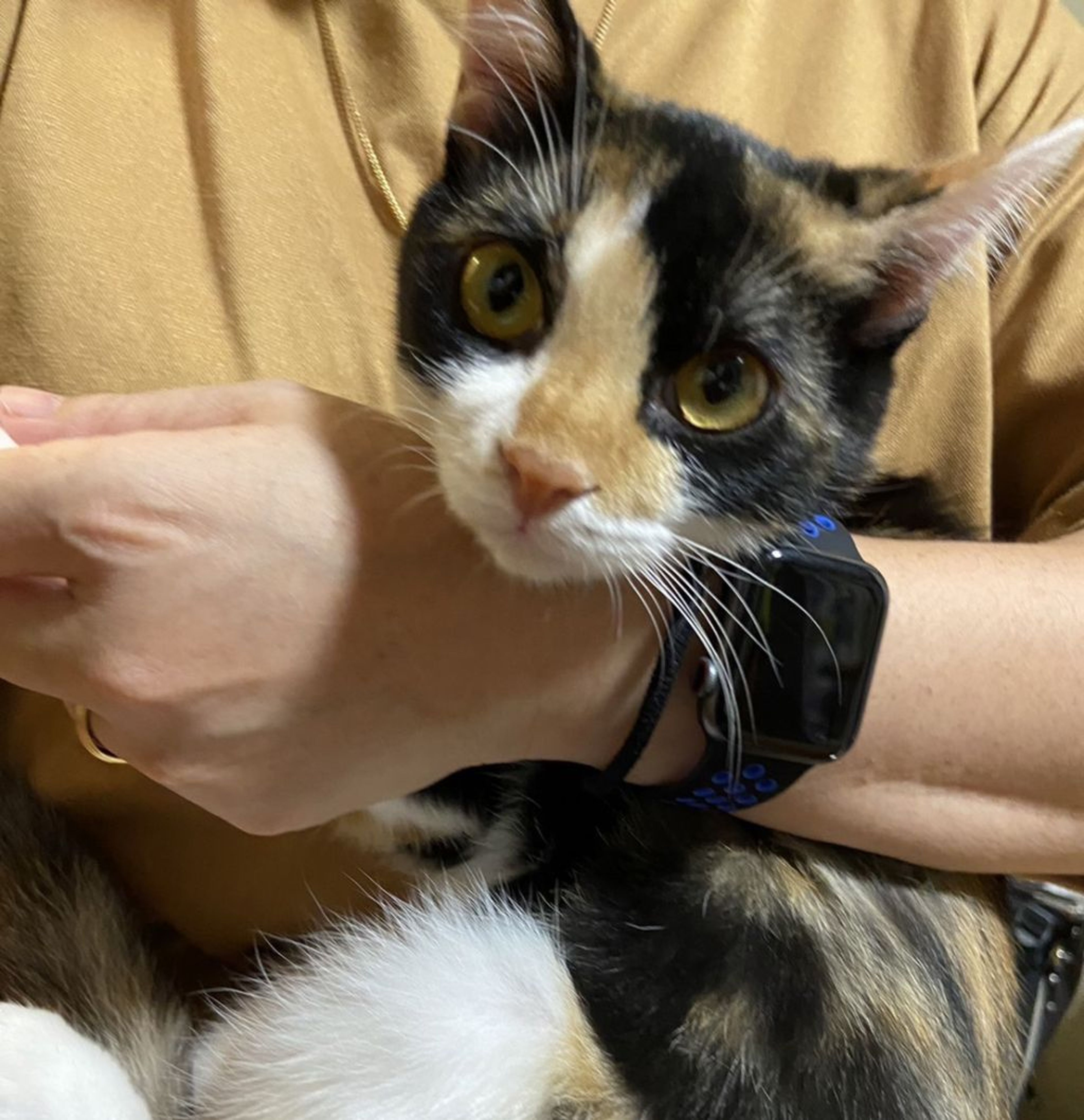 pet-image-8