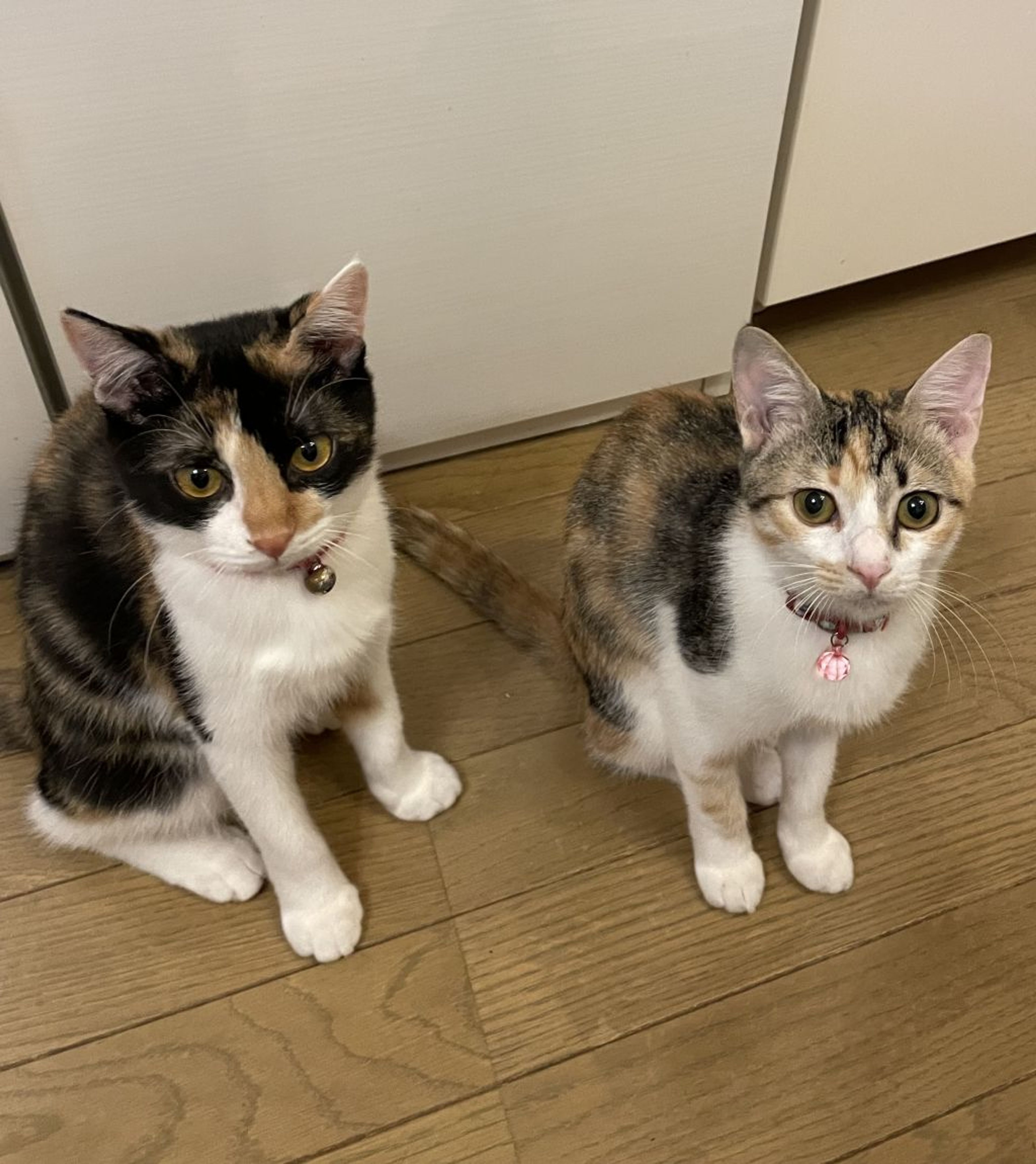 pet-image-9