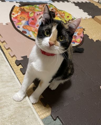 ほまれの写真