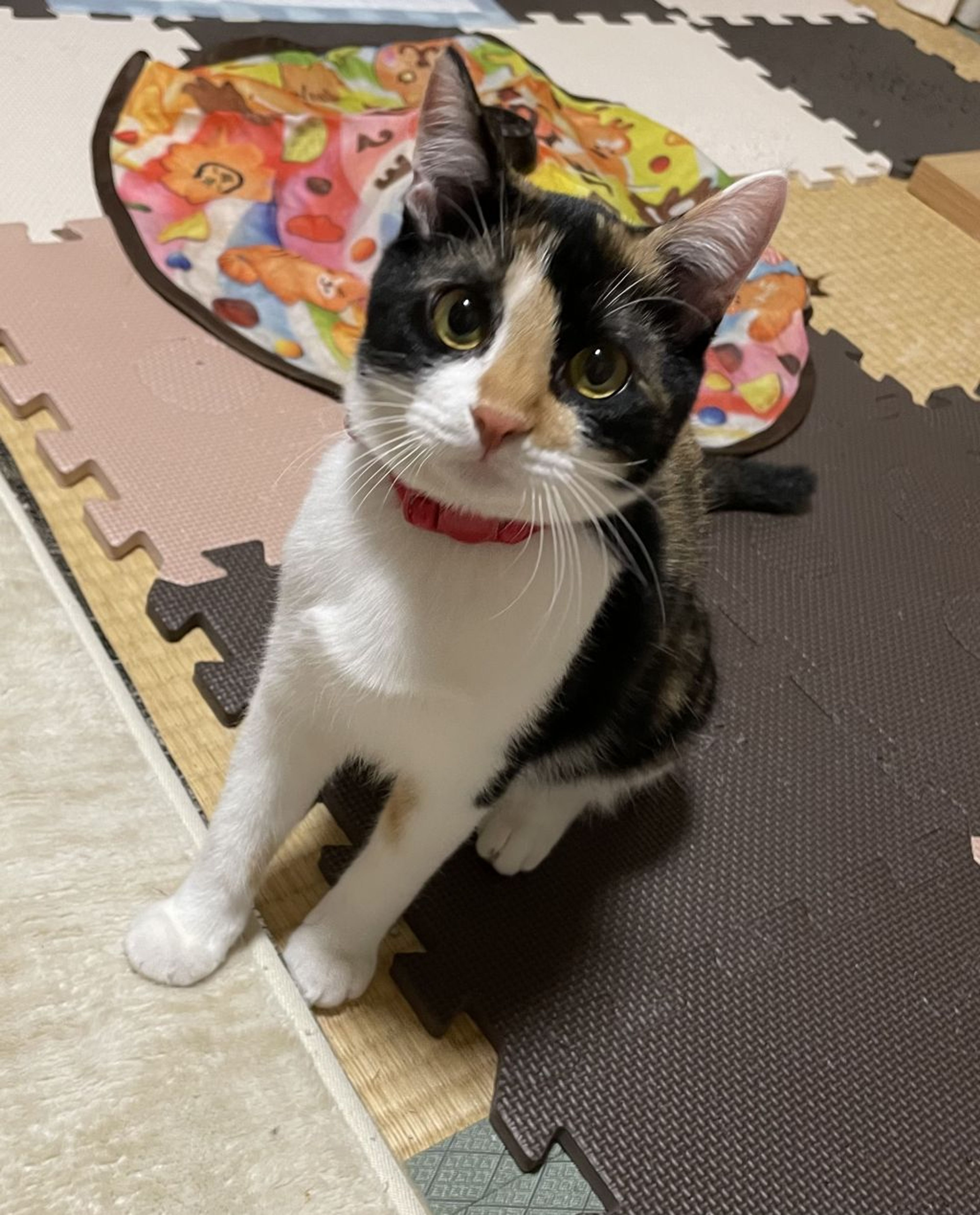 雑種（ミックス猫）・メスの里親募集の写真
