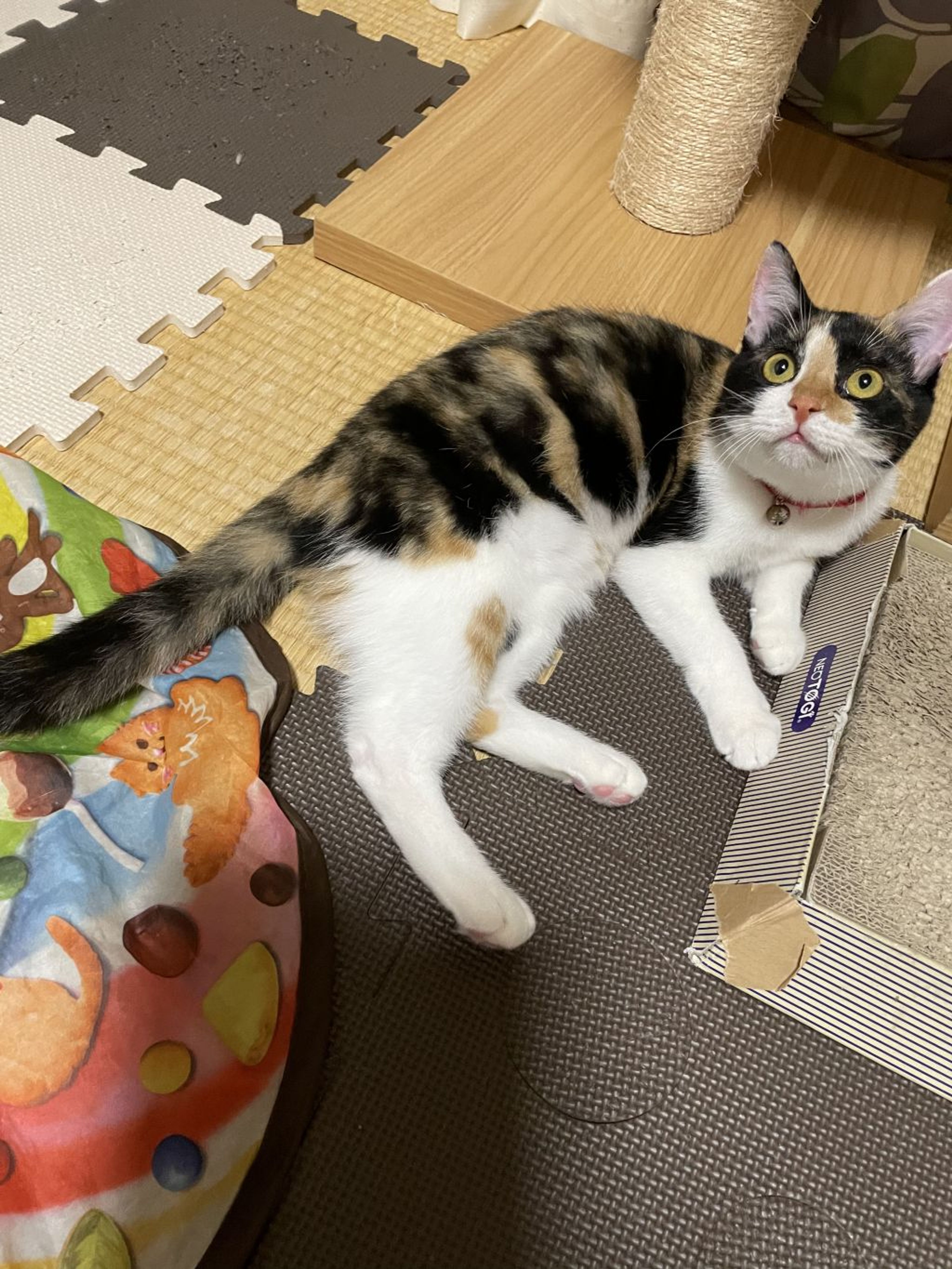 pet-image-3