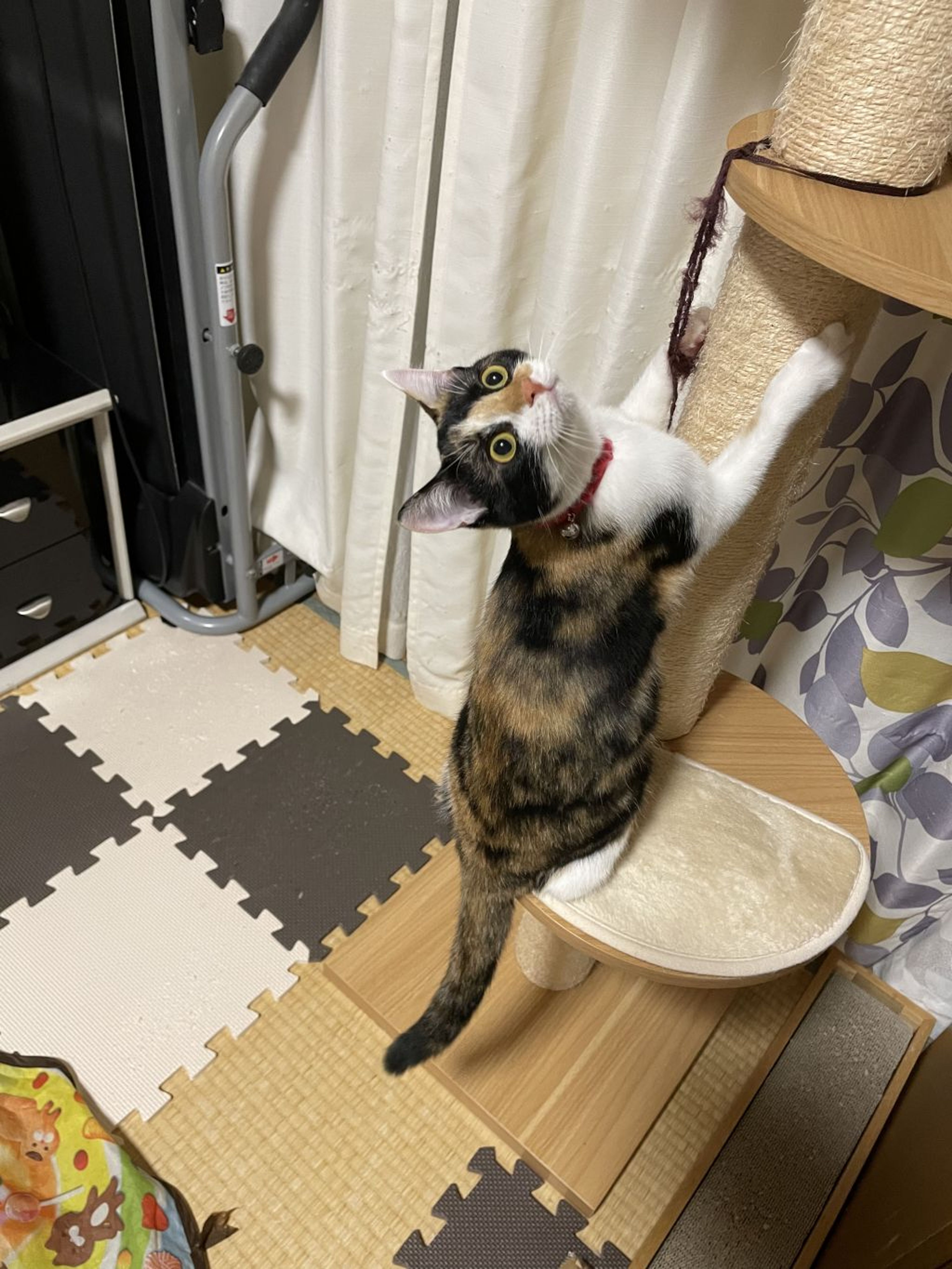 pet-image-7