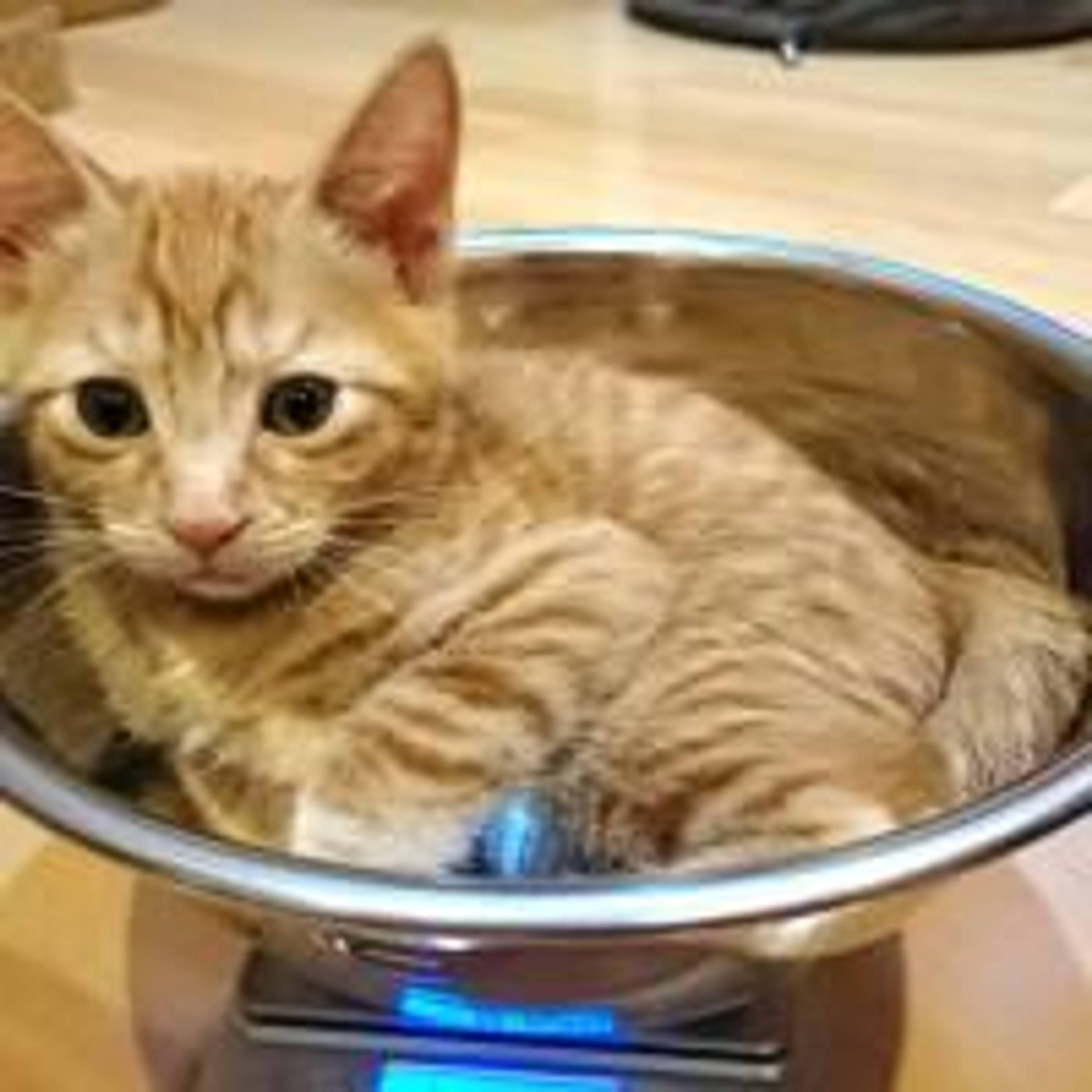 雑種（ミックス猫）・オスの里親募集の写真