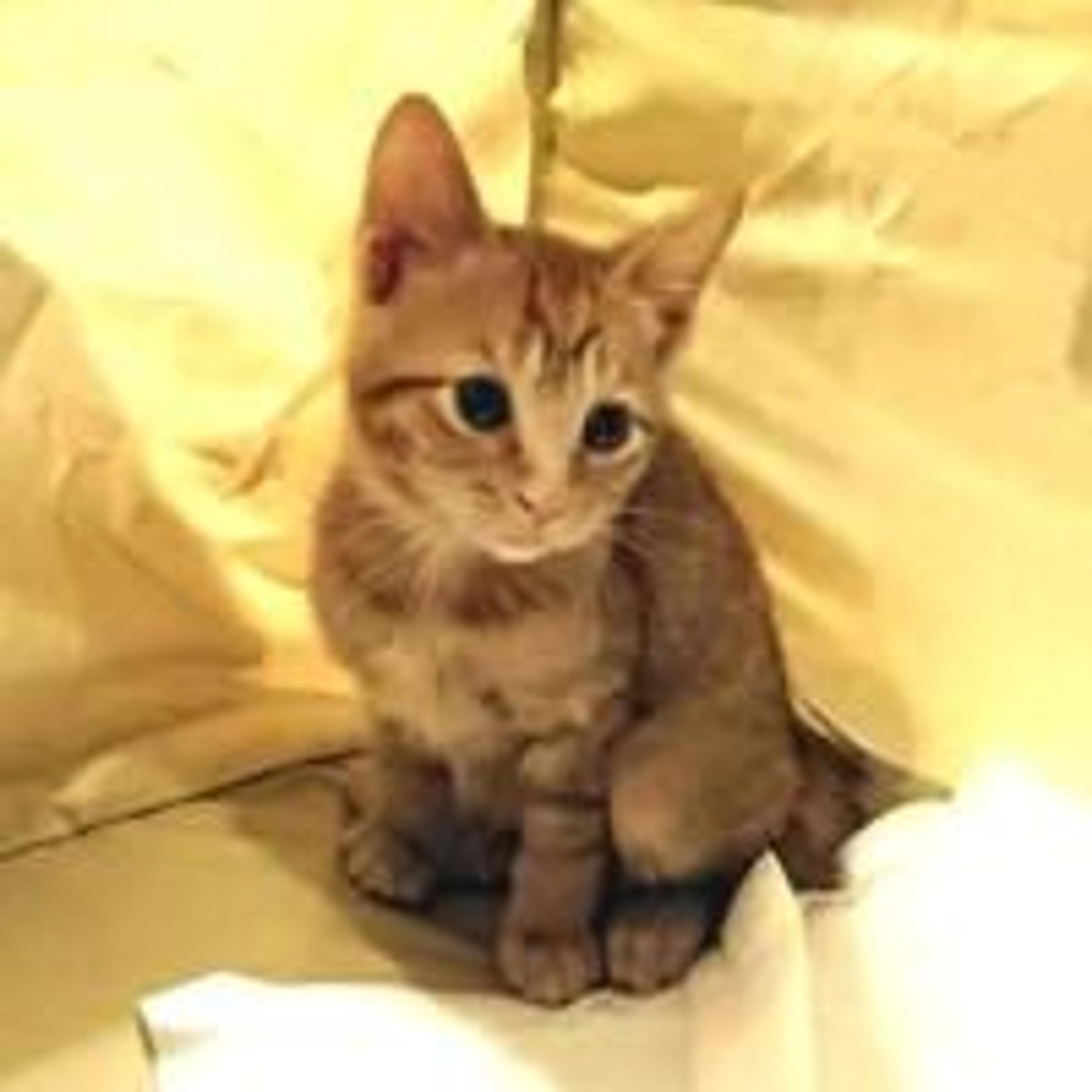 pet-image-3