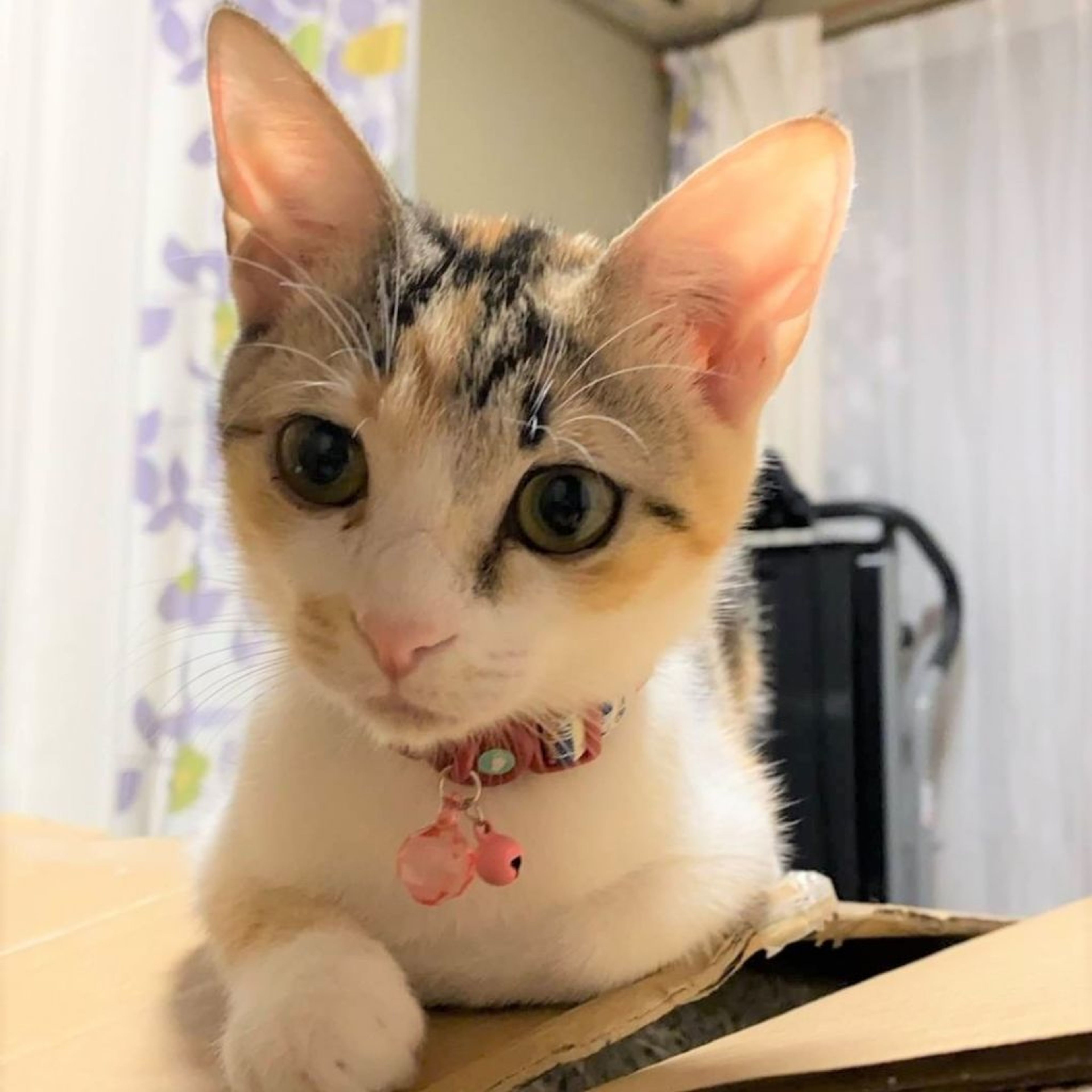 雑種（ミックス猫）・メスの里親募集の写真