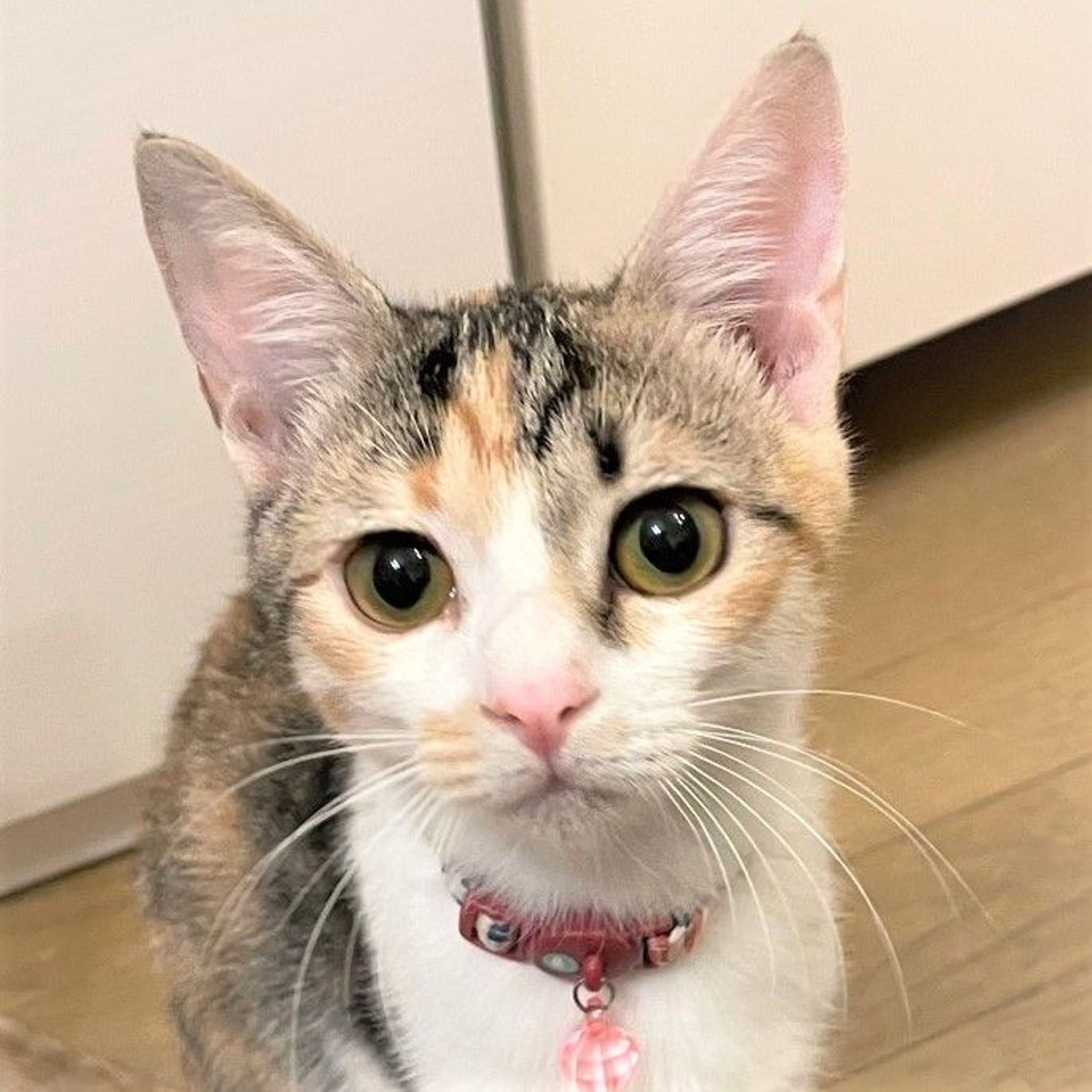 pet-image-2