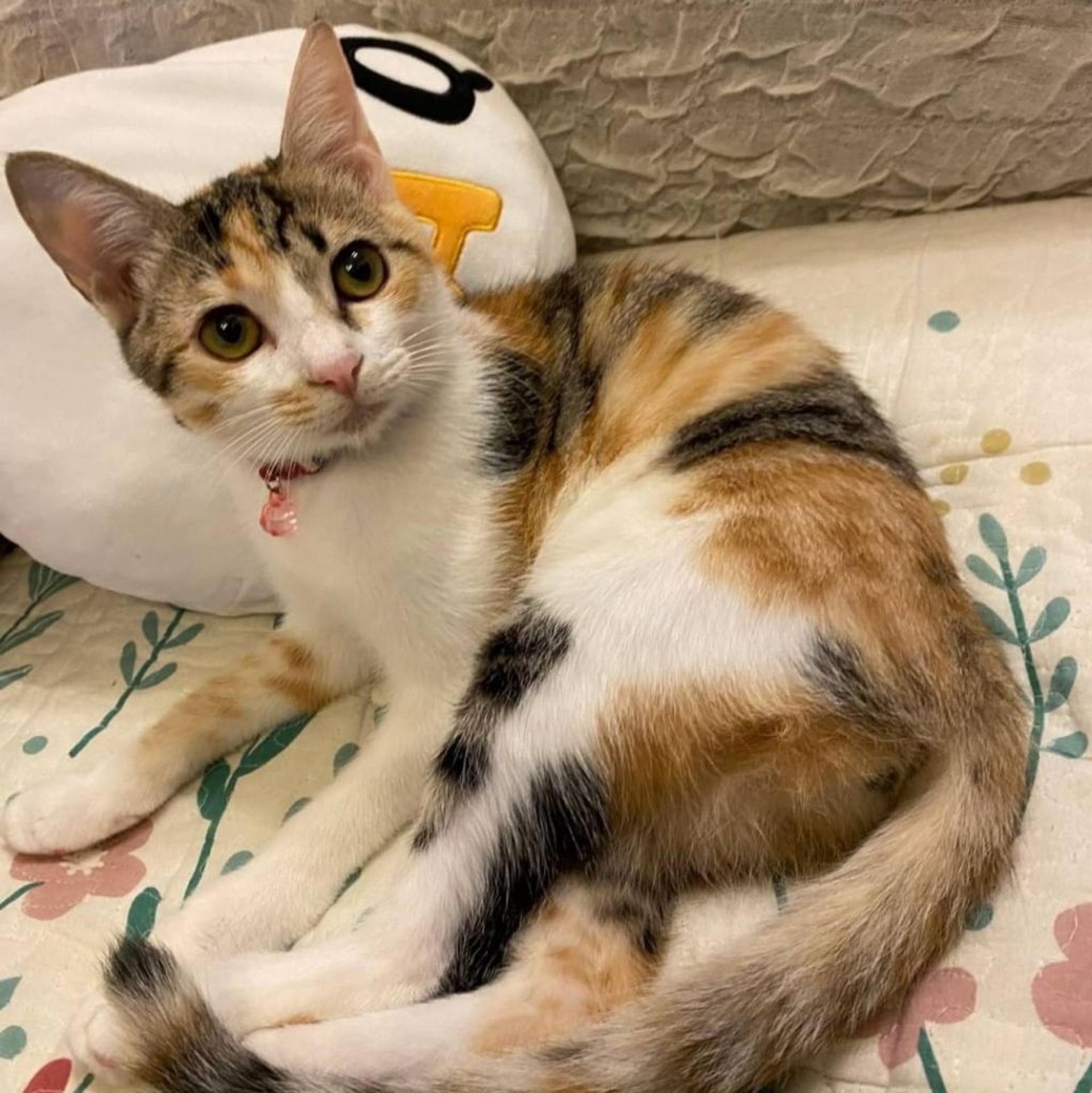 pet-image-3