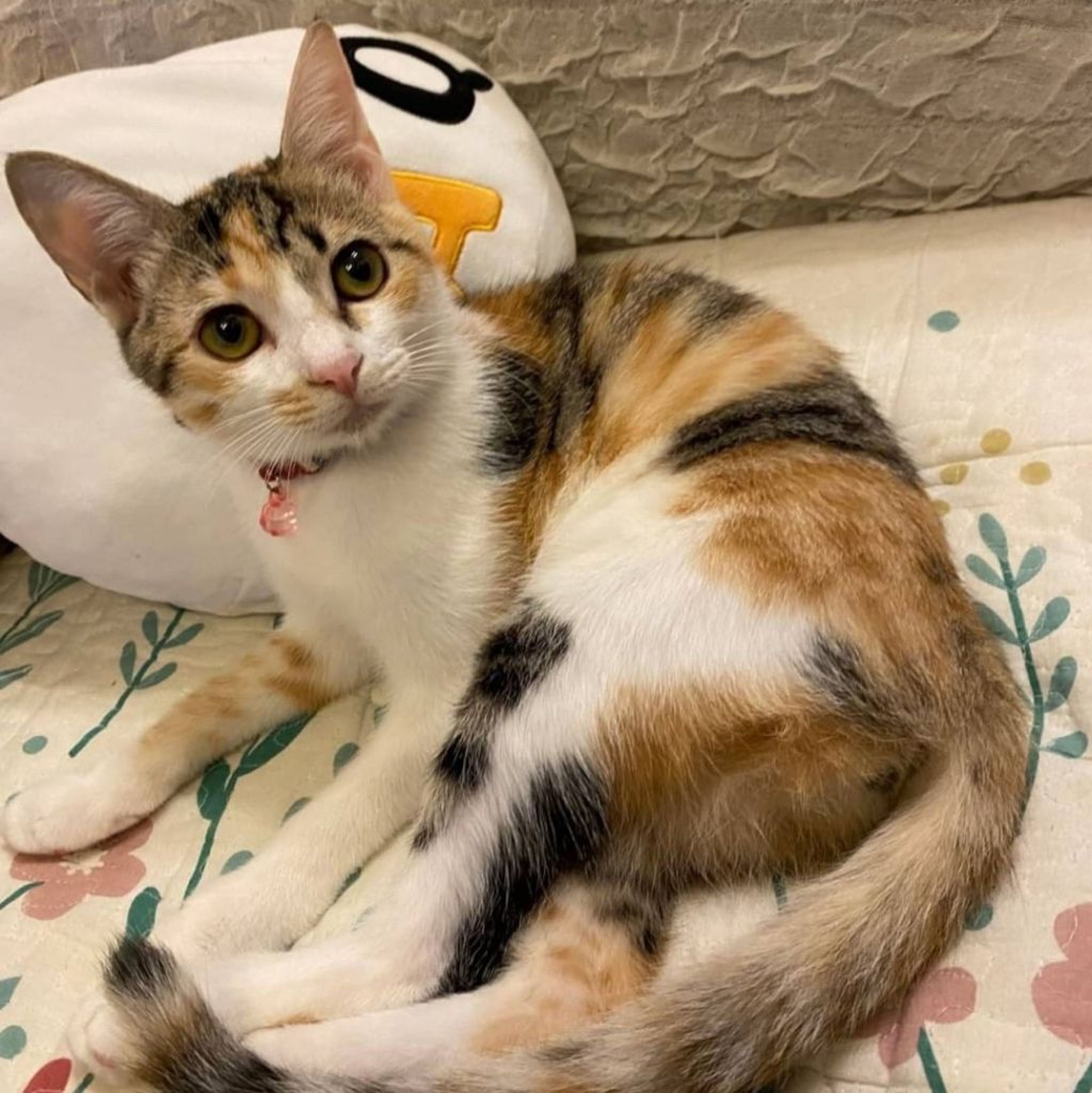 pet-image-3