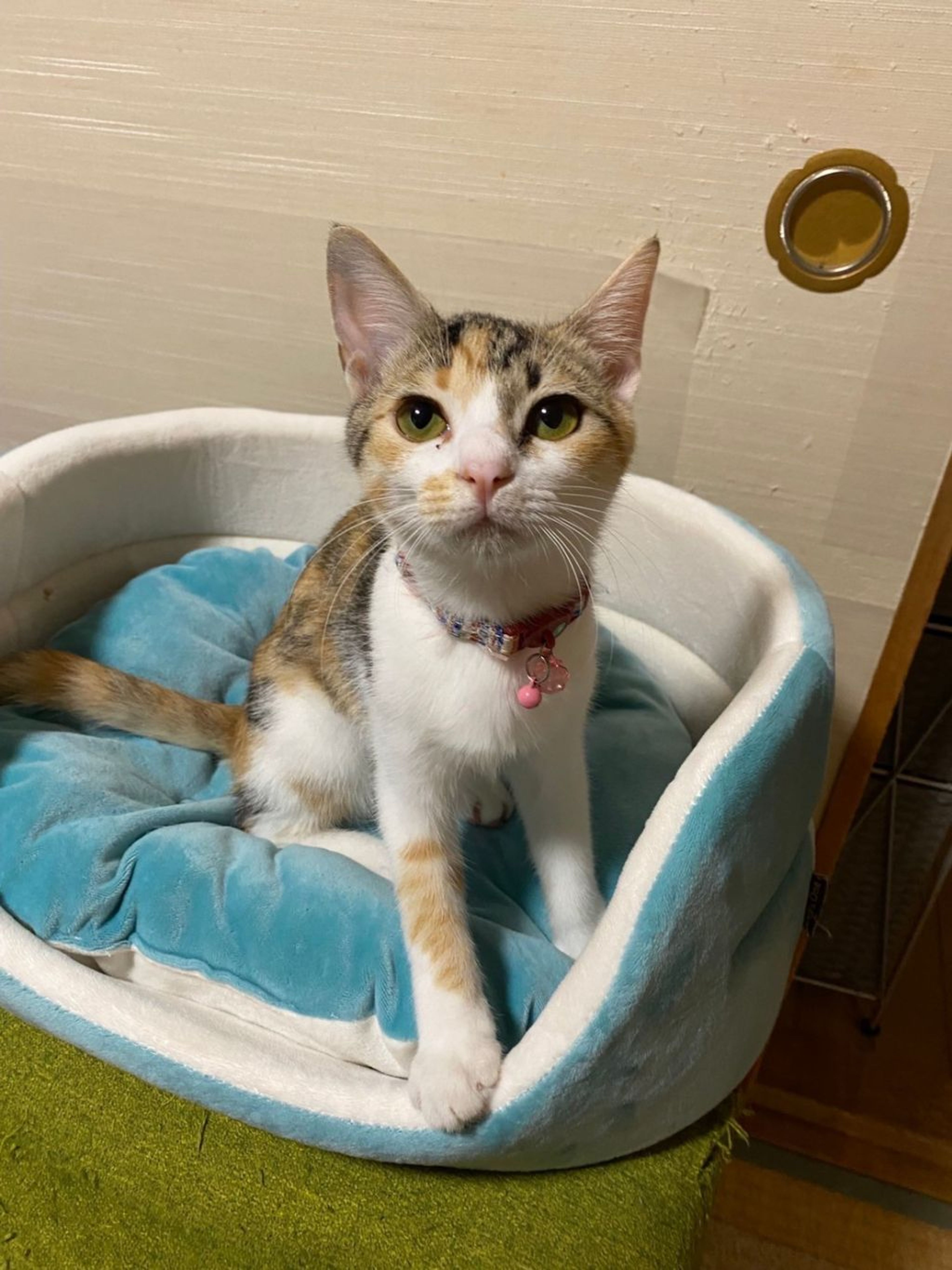 pet-image-4