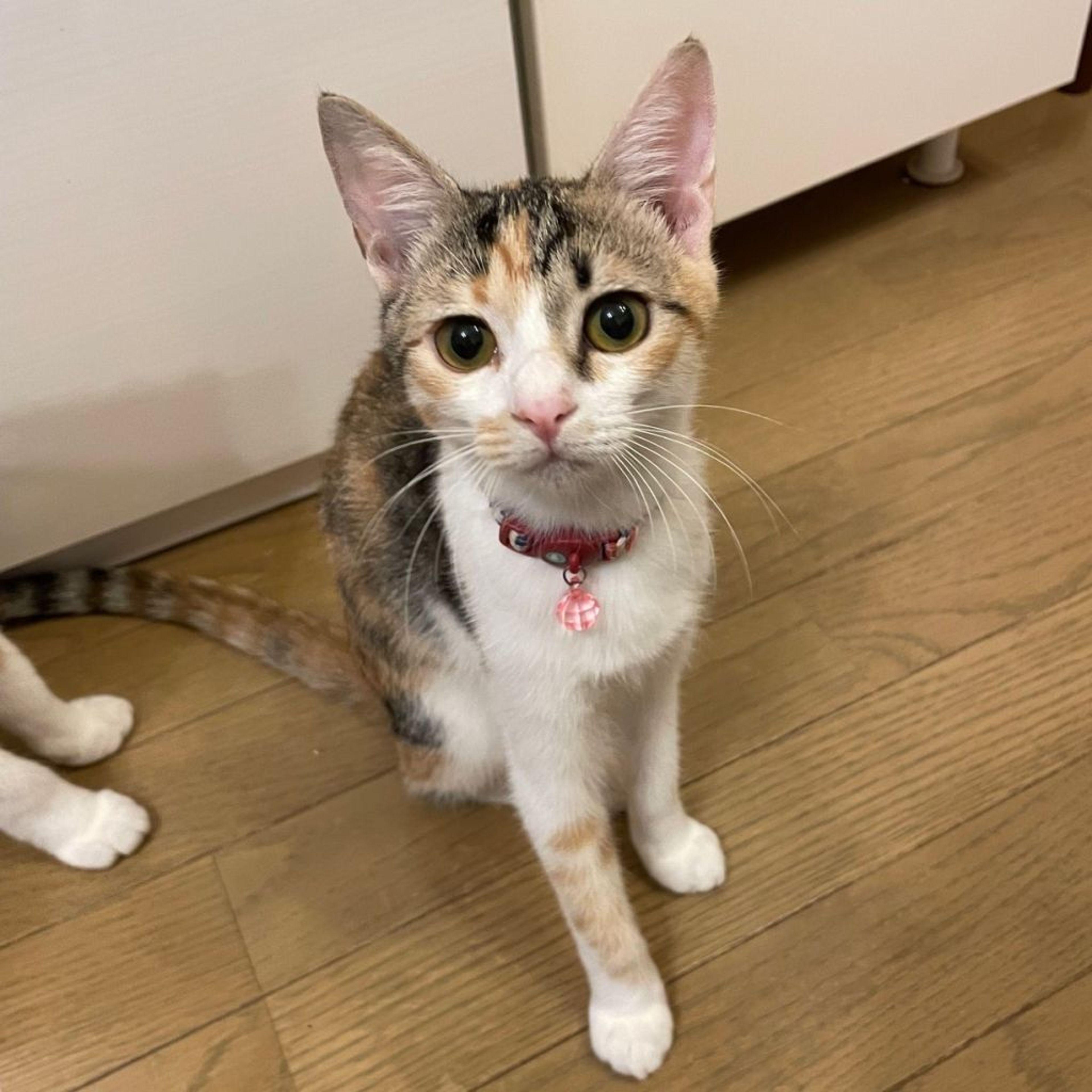 pet-image-5
