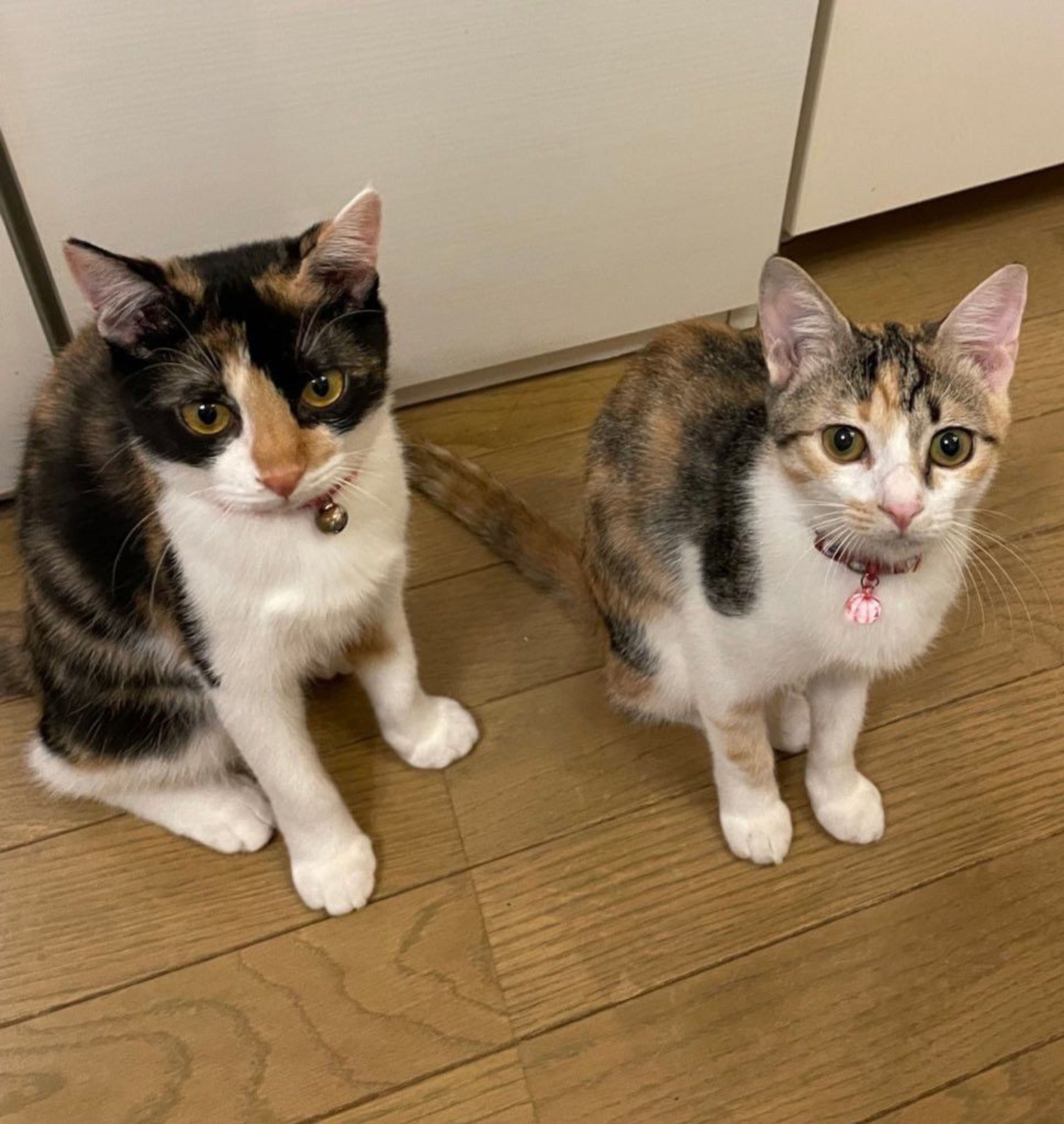 pet-image-6
