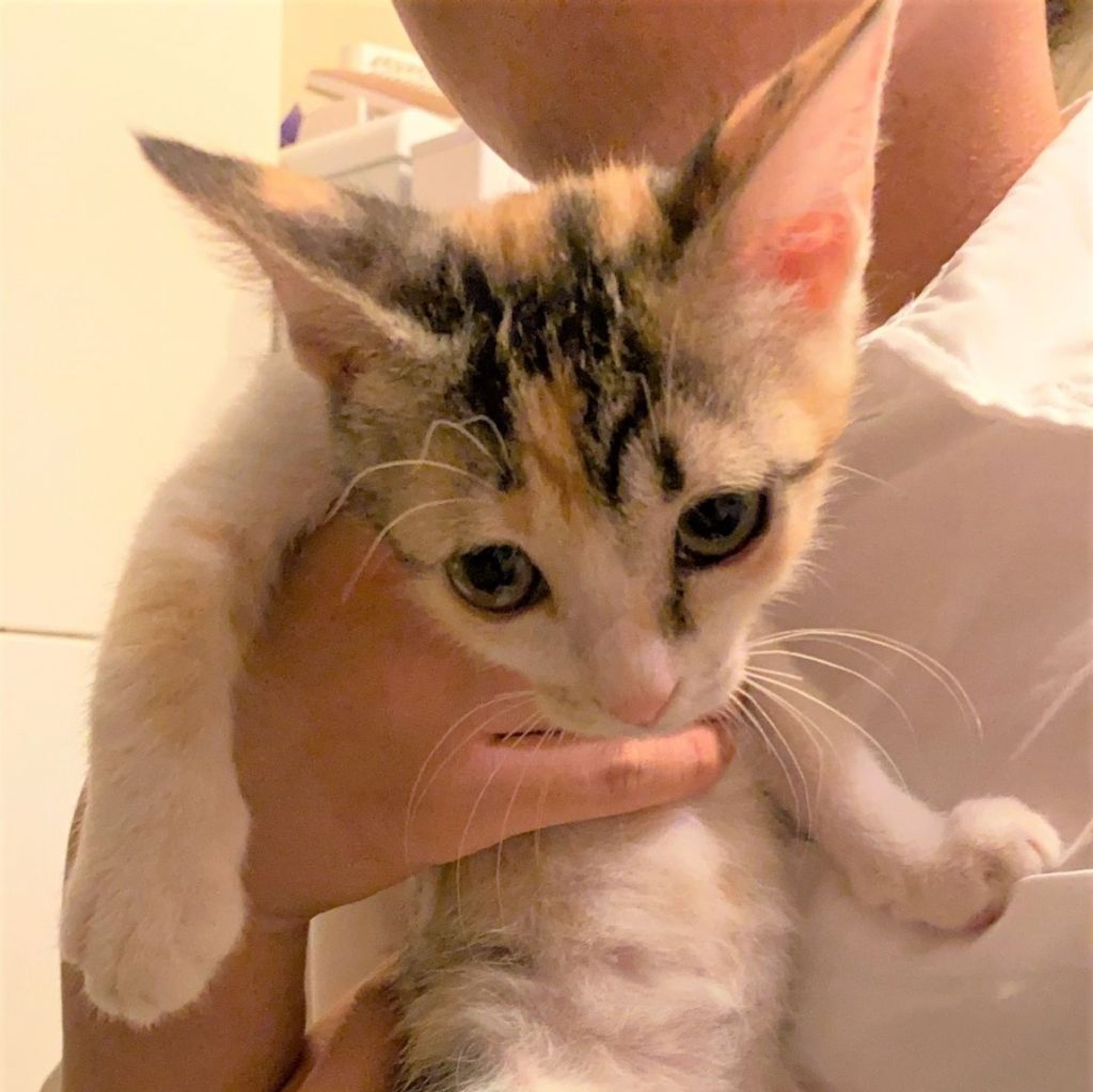 pet-image-7
