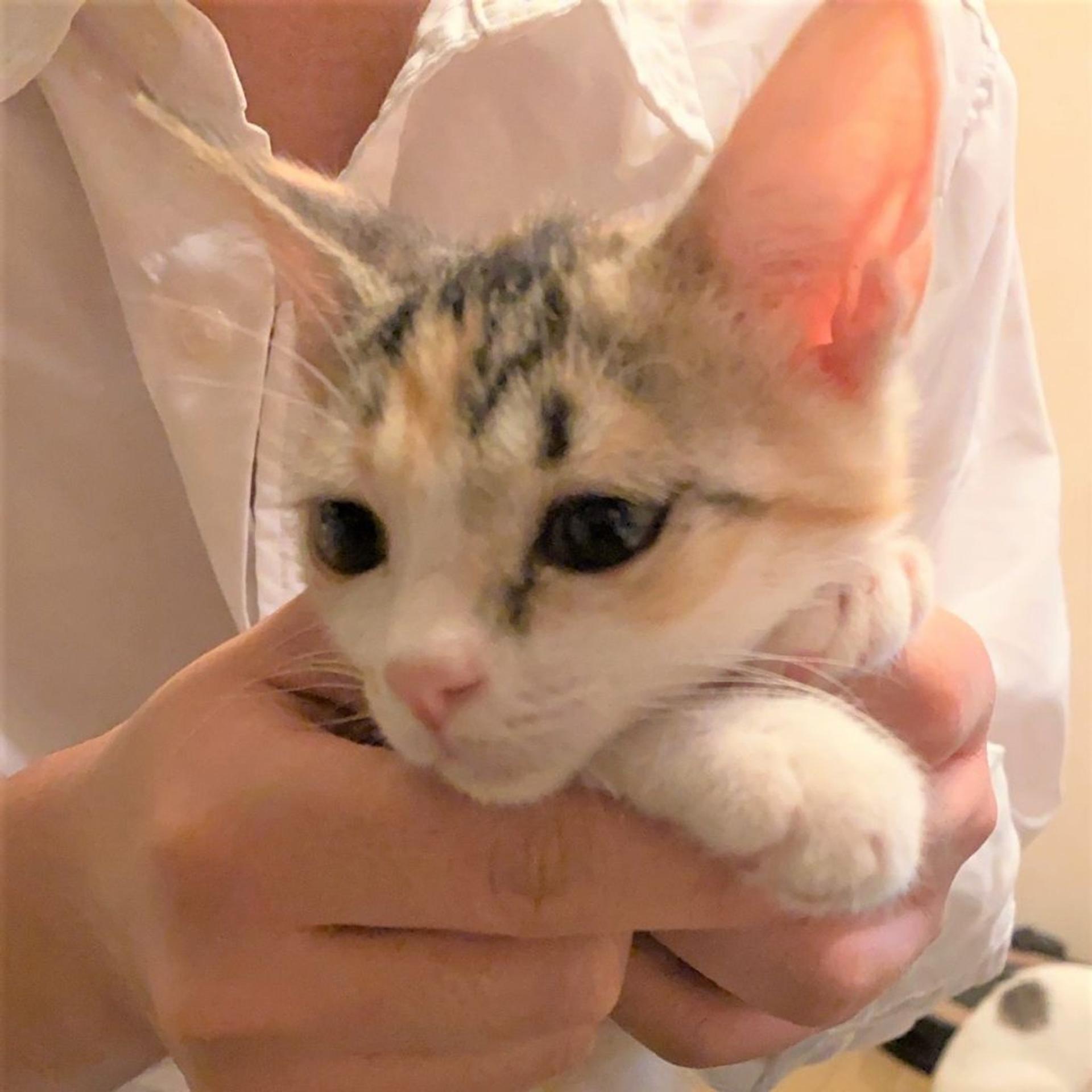 pet-image-8
