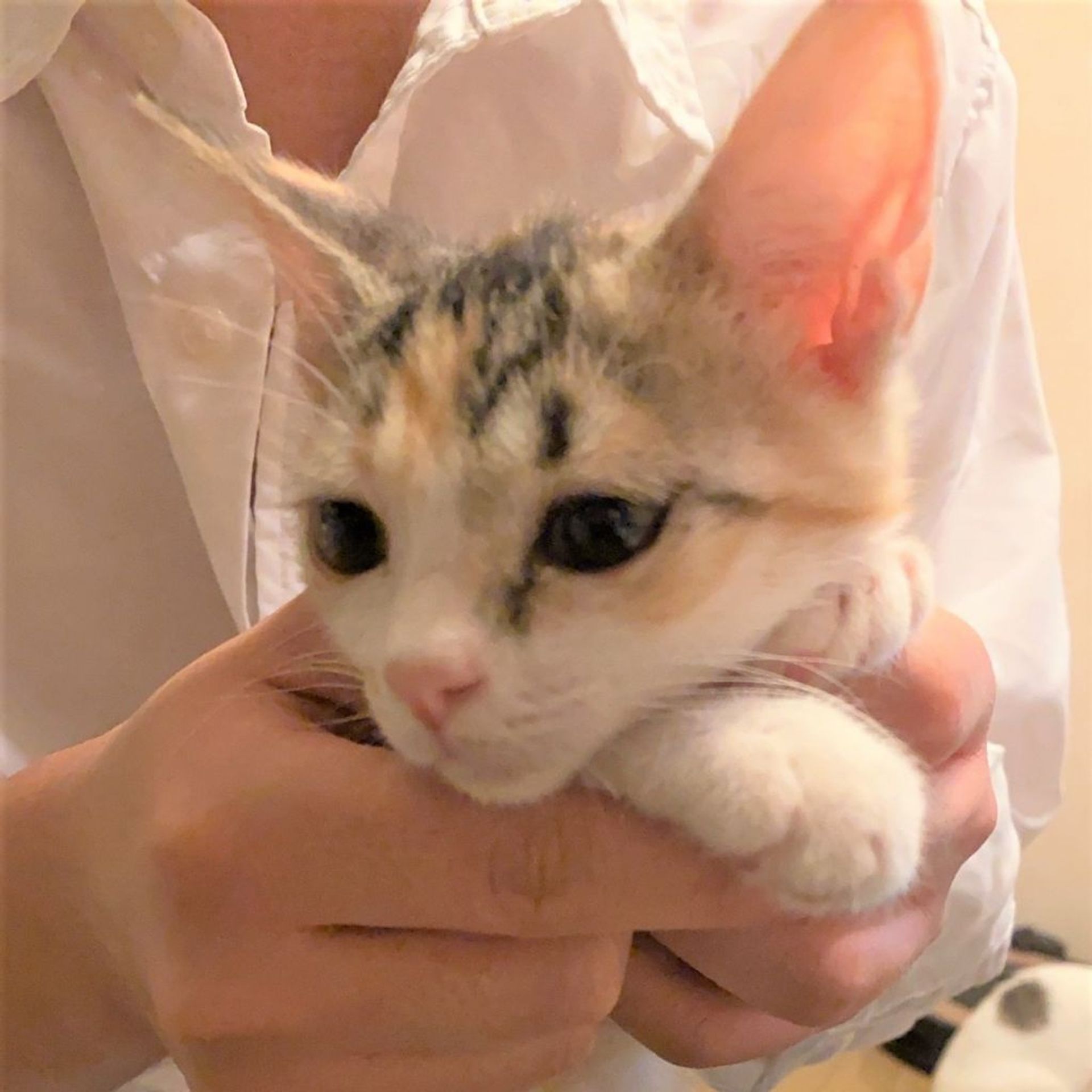 thumbnail-8