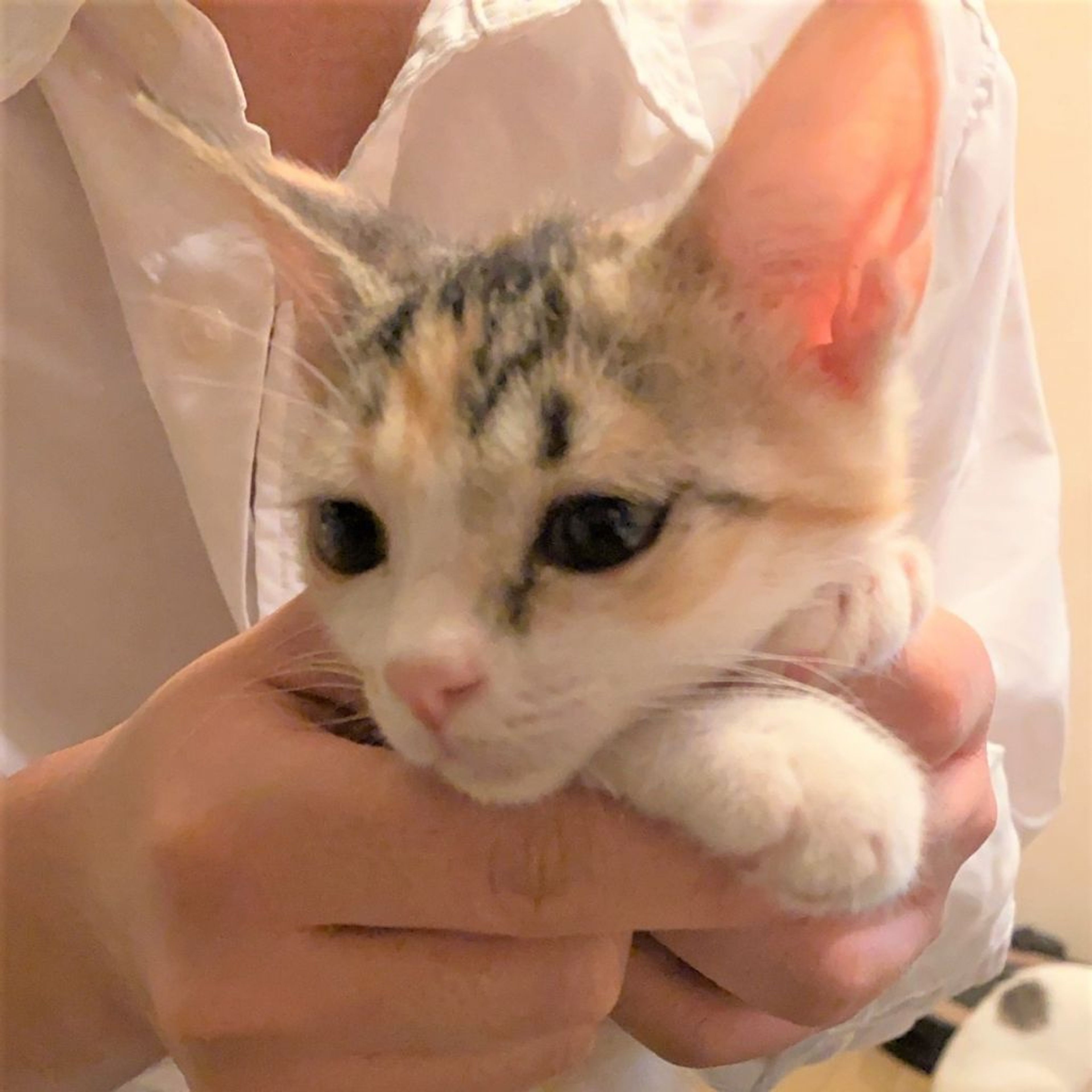 pet-image-8