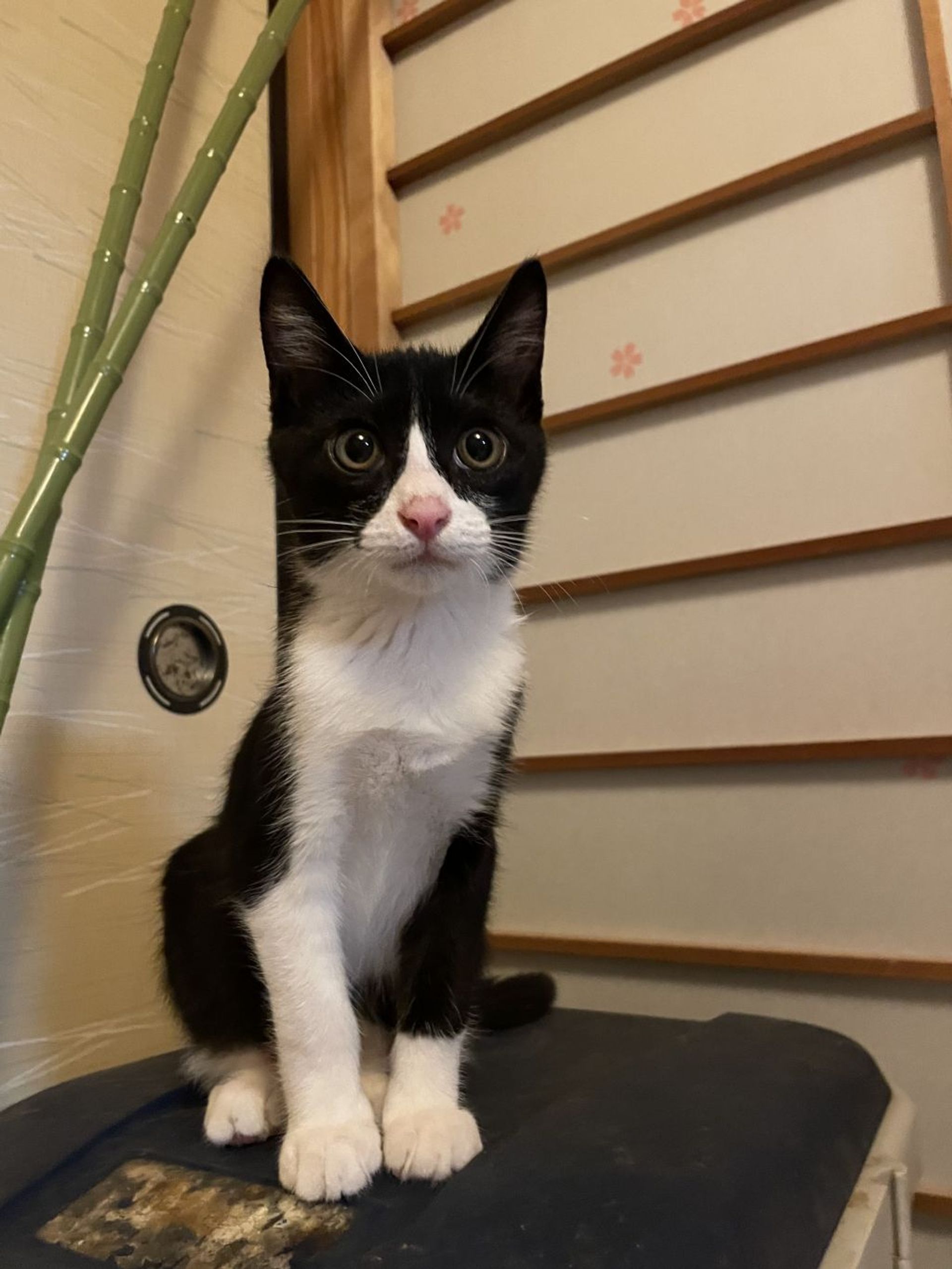 雑種（ミックス猫）・オスの里親募集の写真