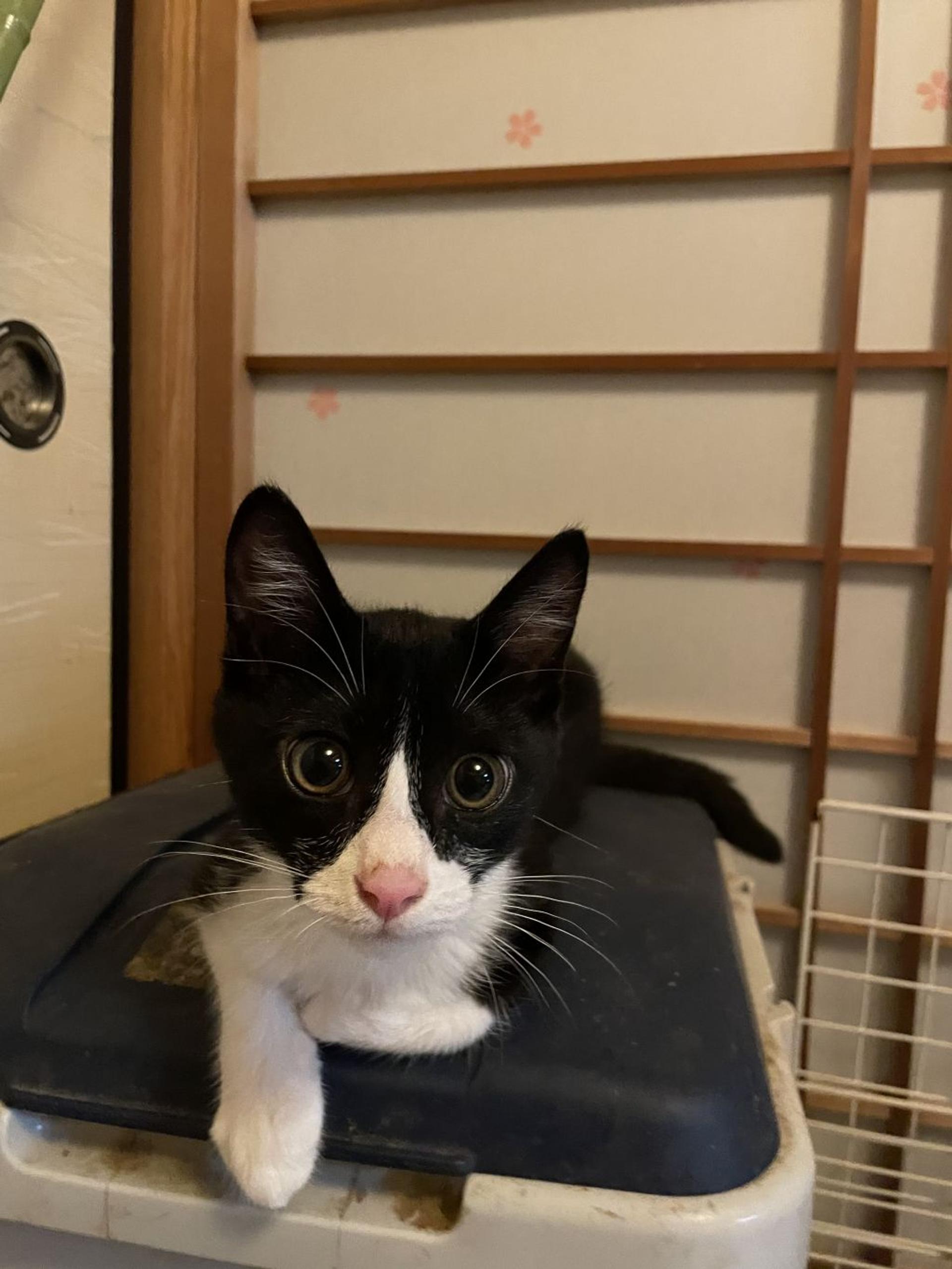 pet-image-2