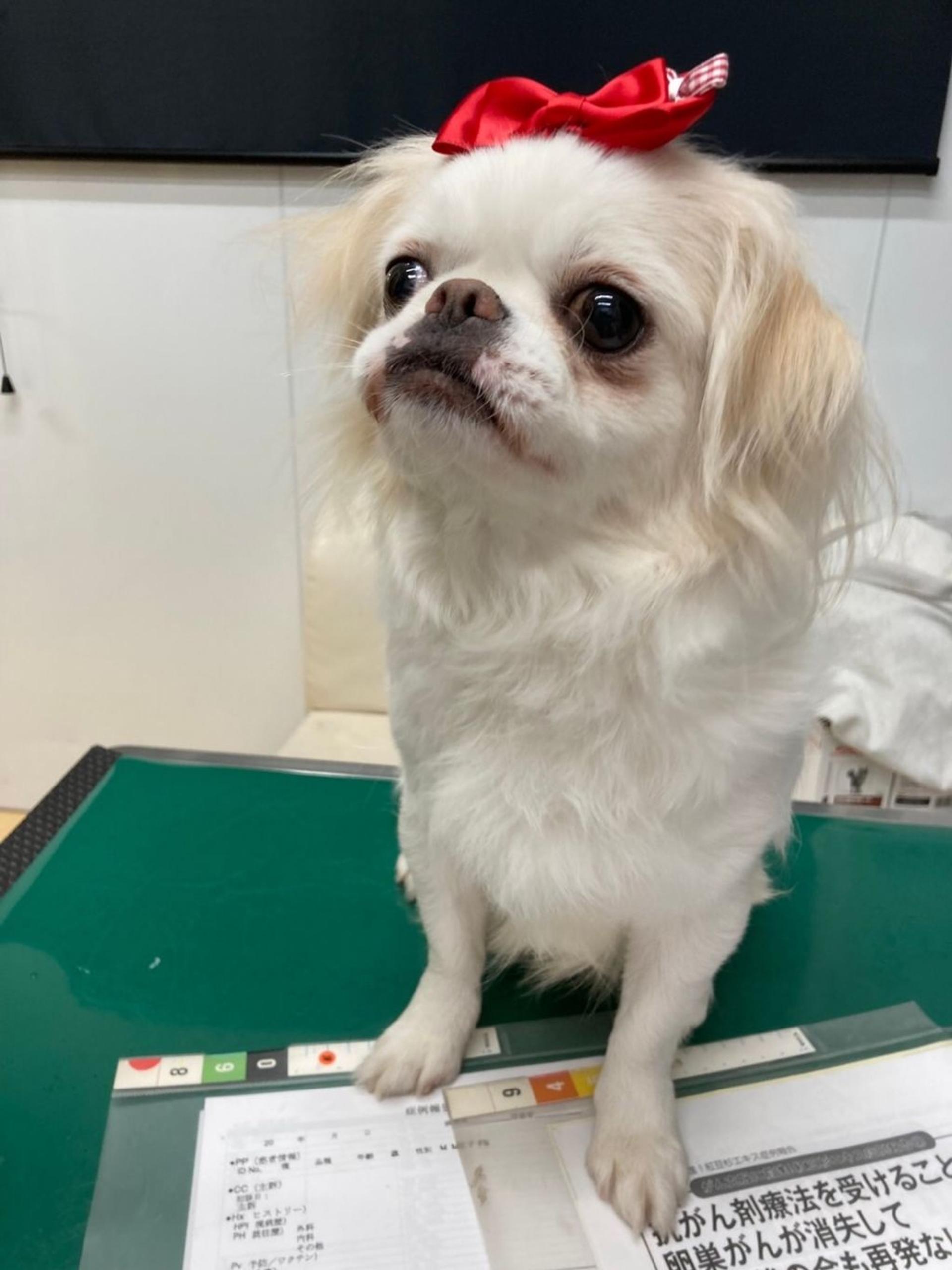 pet-image-2