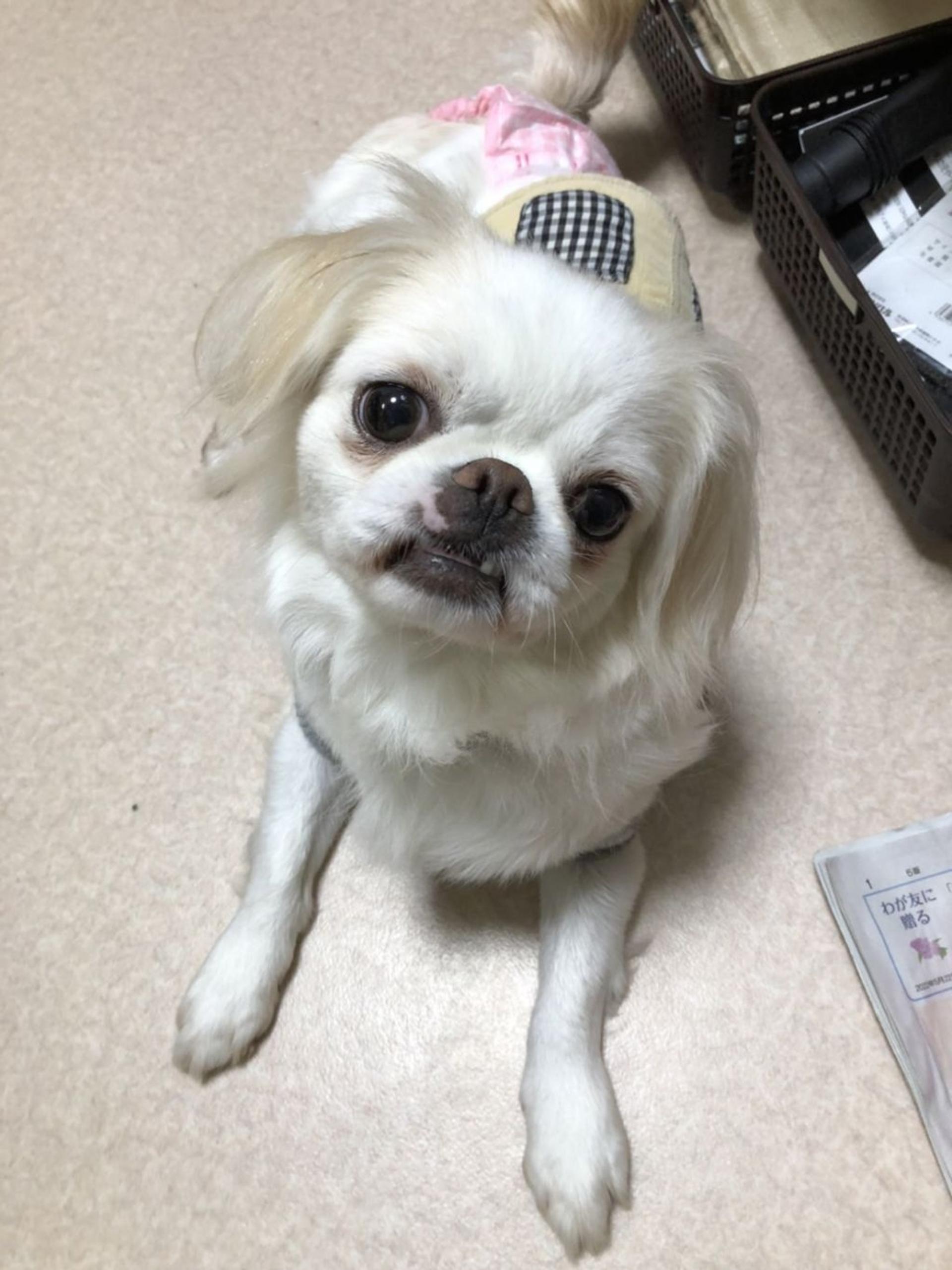pet-image-3