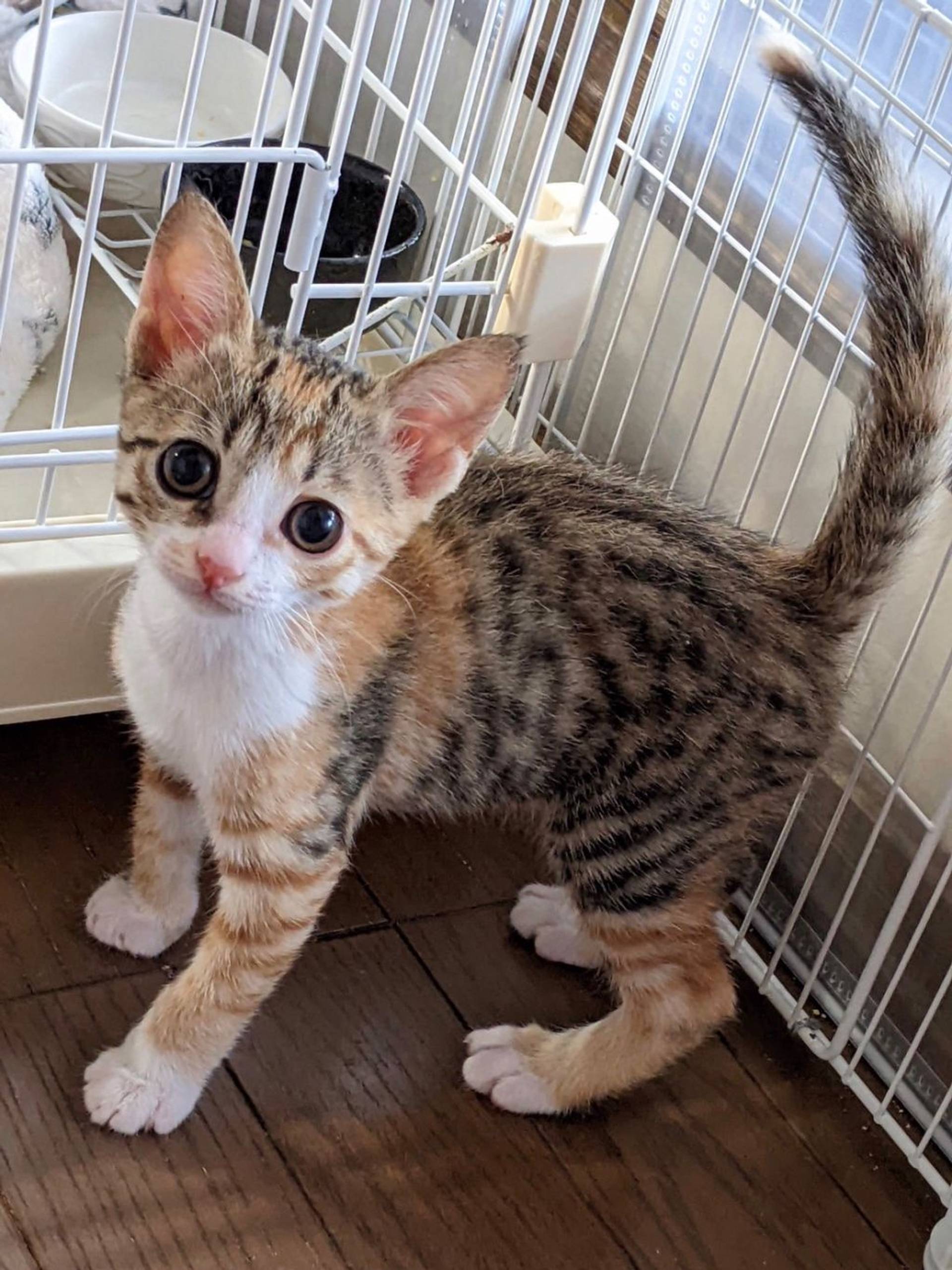 雑種（ミックス猫）・メスの里親募集の写真