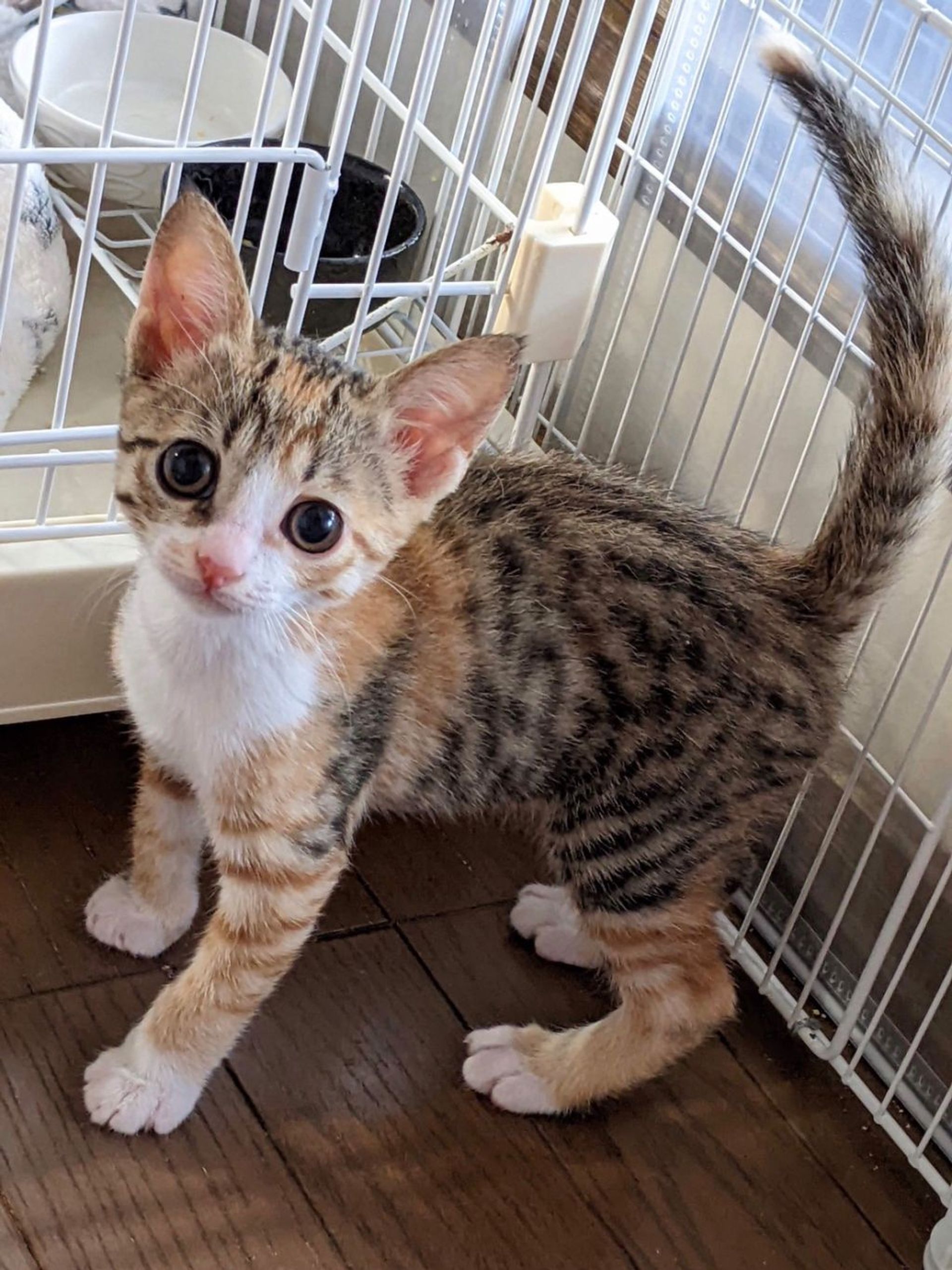 雑種（ミックス猫）・メスの里親募集の写真