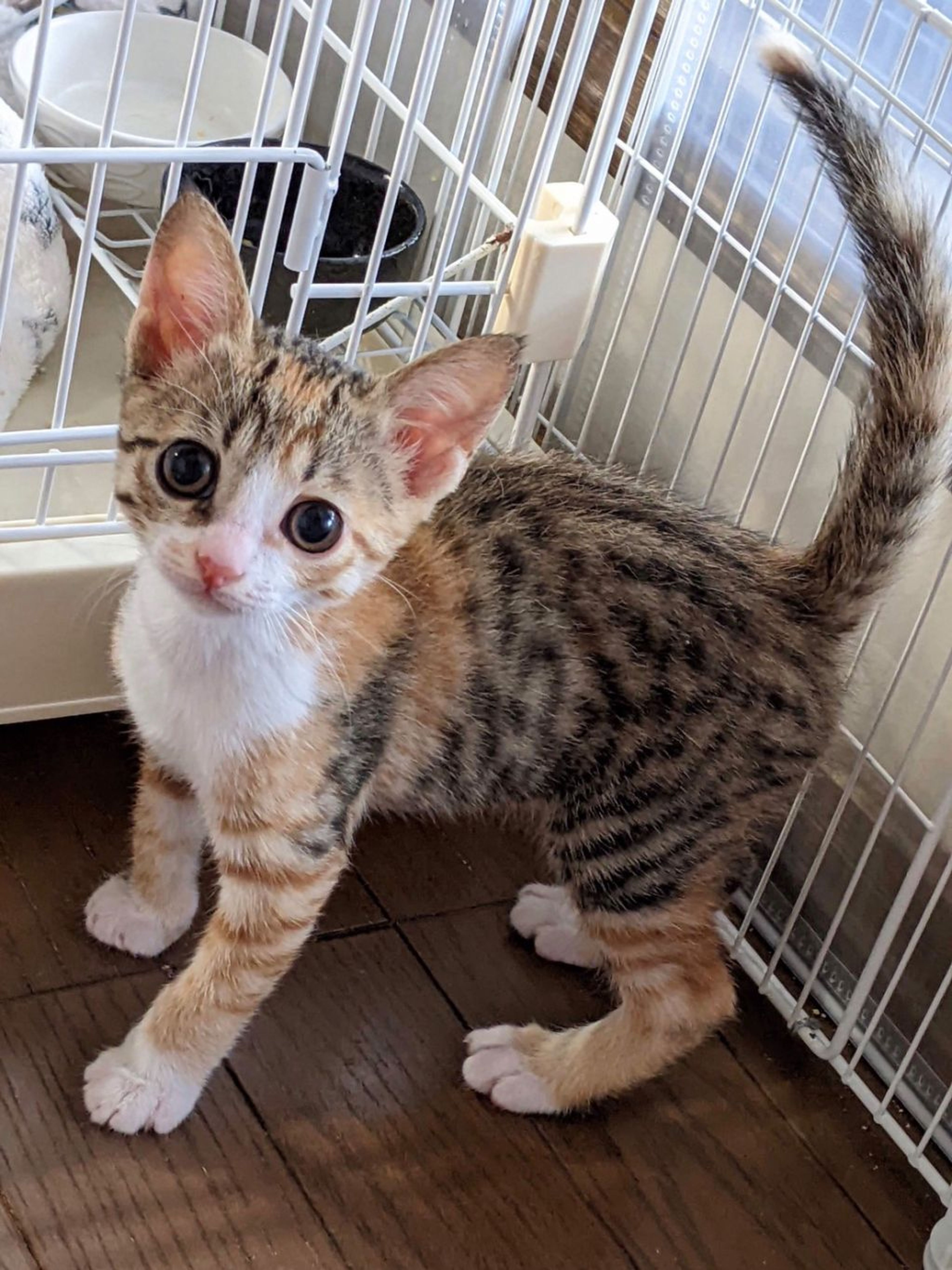 雑種（ミックス猫）・メスの里親募集の写真