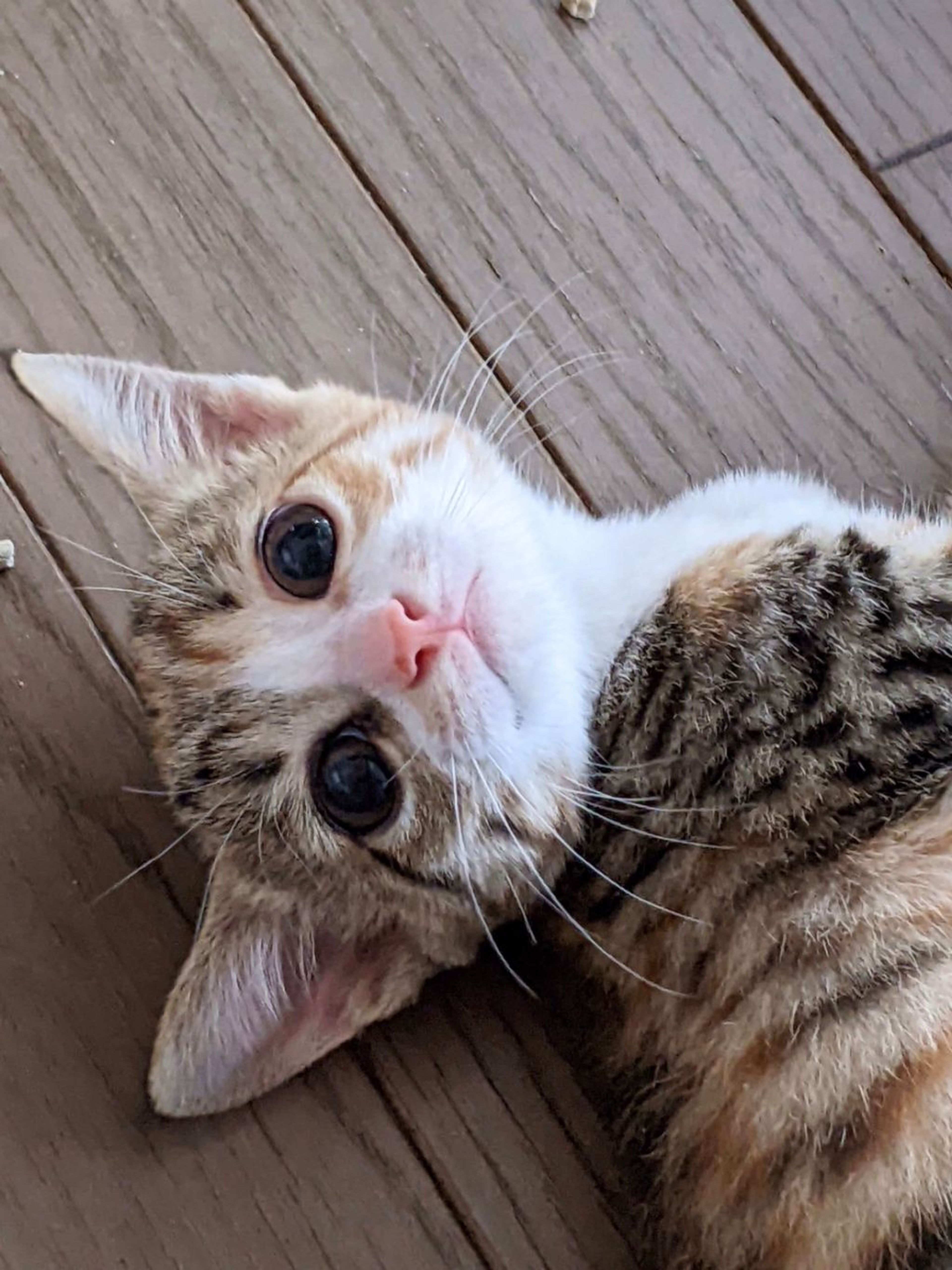 pet-image-2