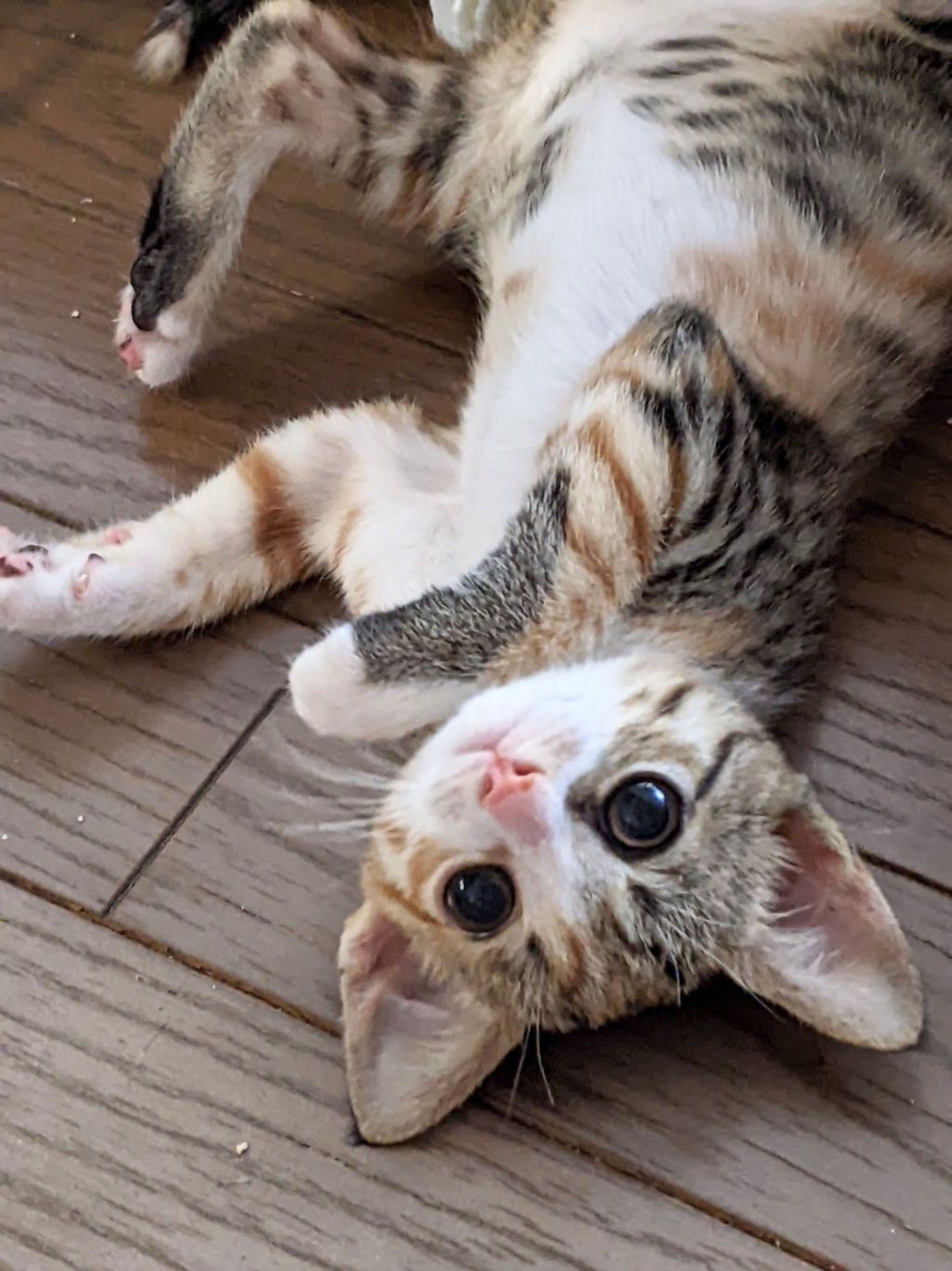 pet-image-3