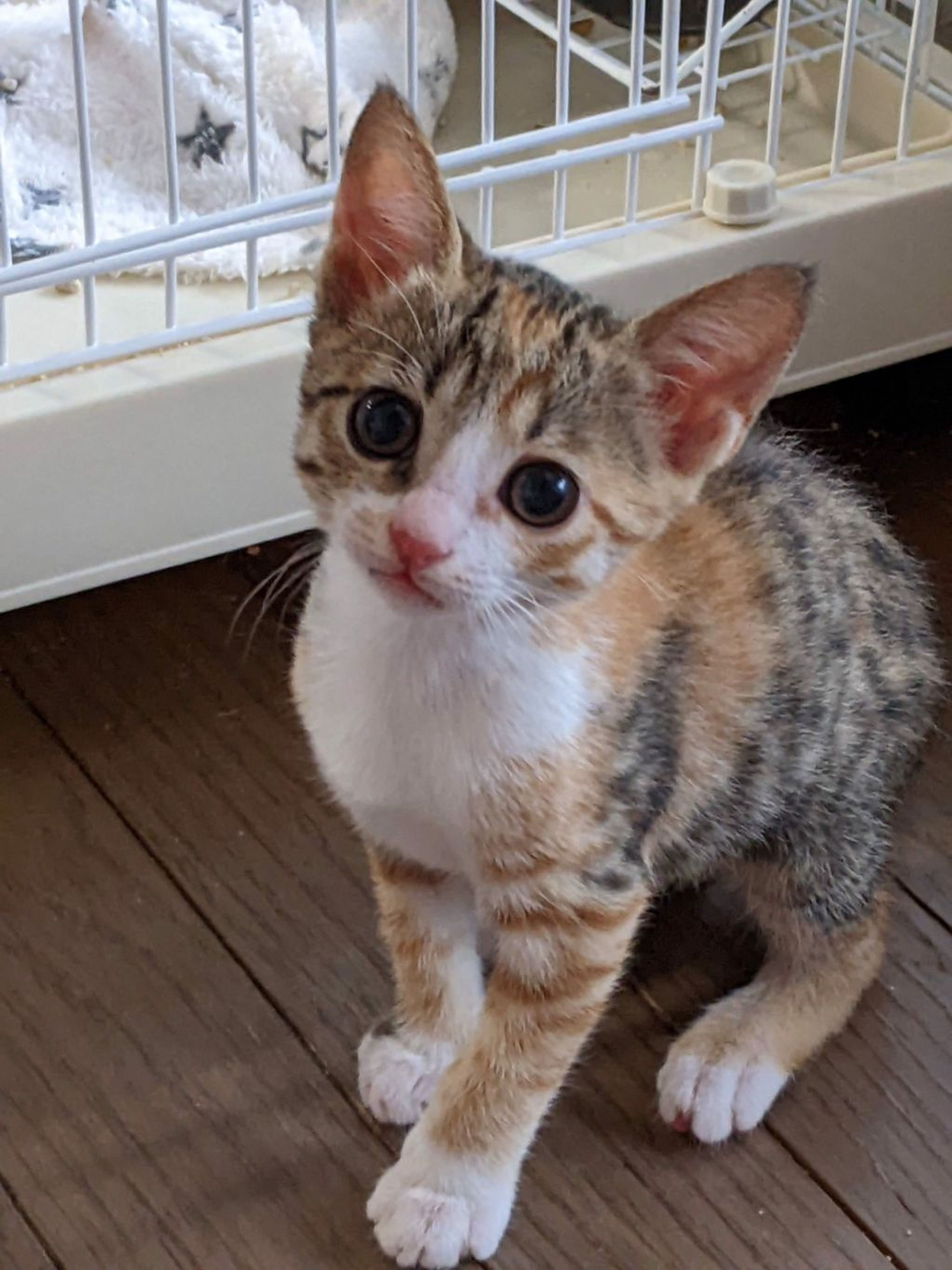 pet-image-4