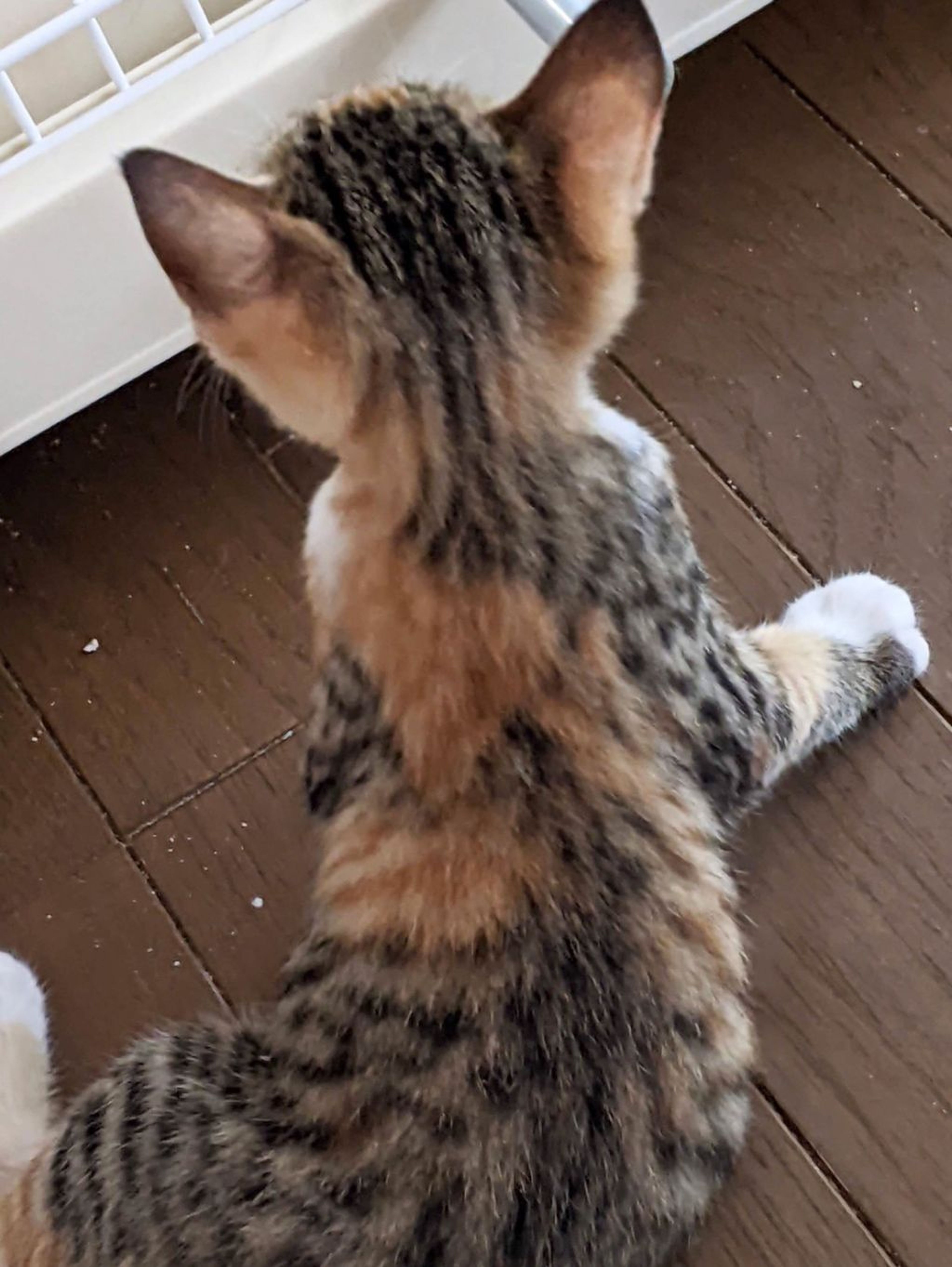 pet-image-6
