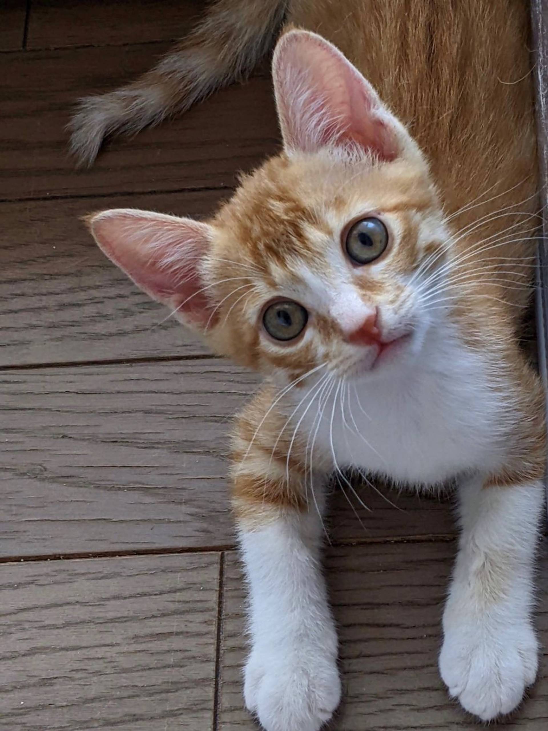 雑種（ミックス猫）・オスの里親募集の写真
