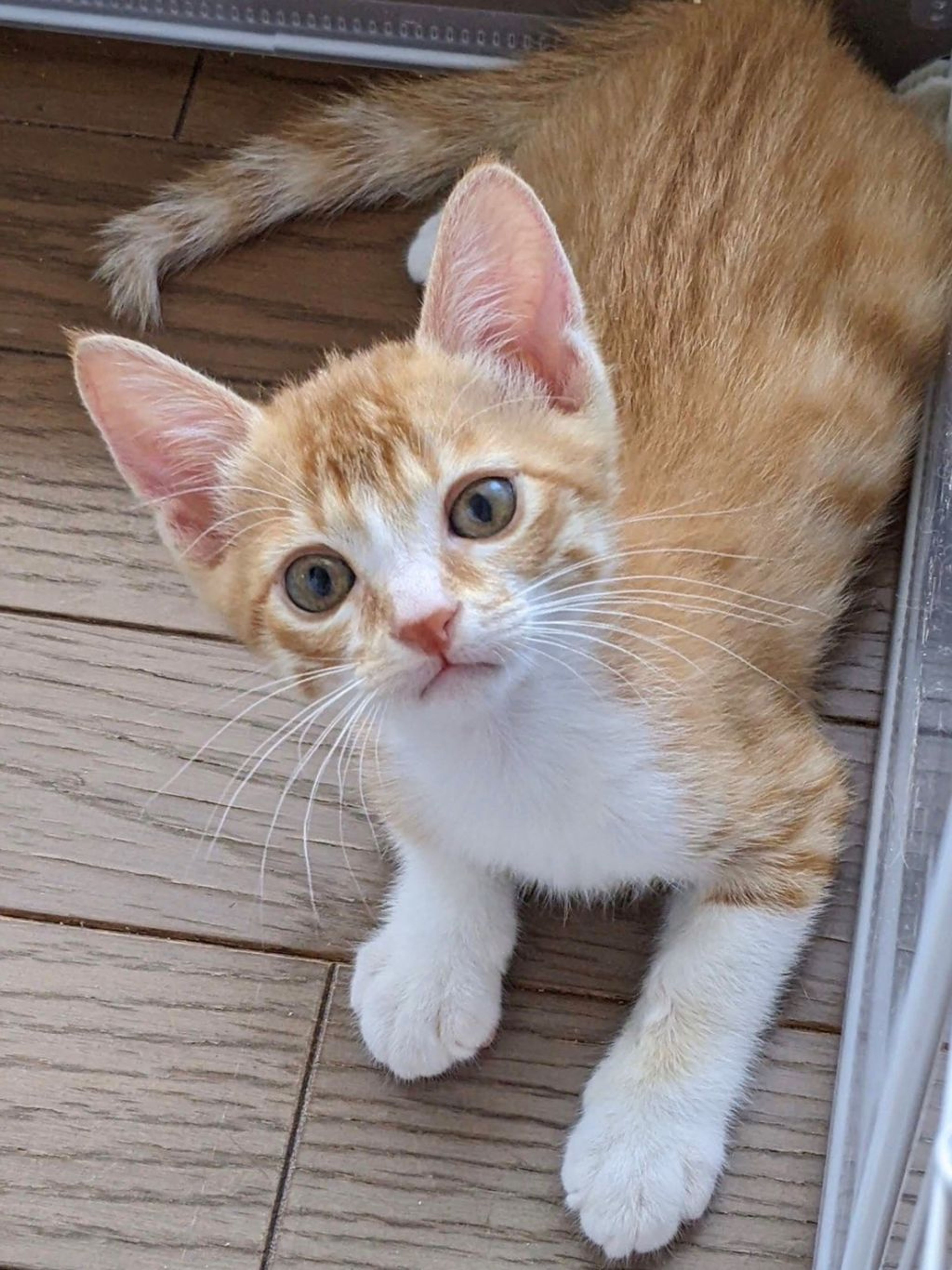 pet-image-2
