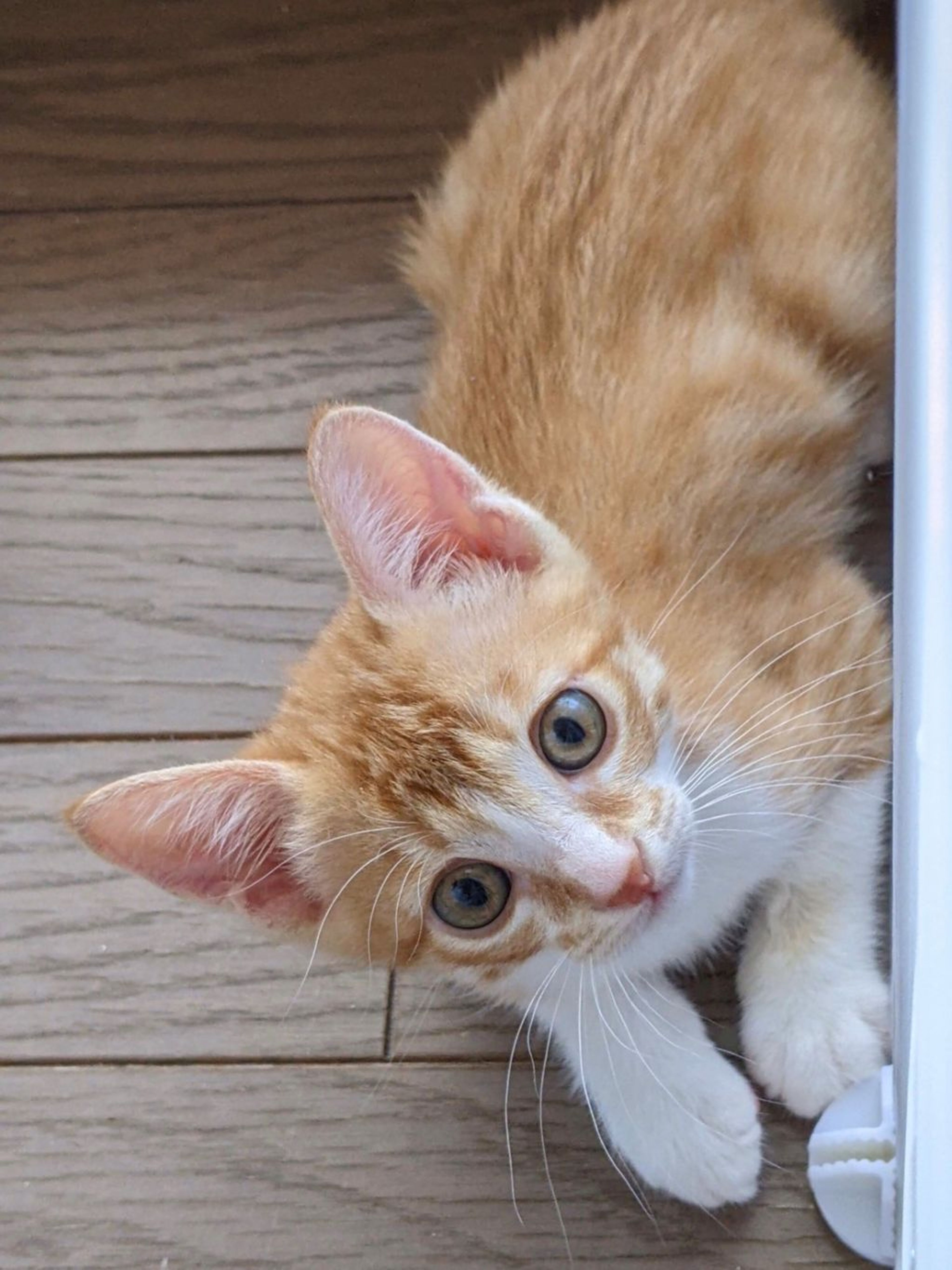 pet-image-3