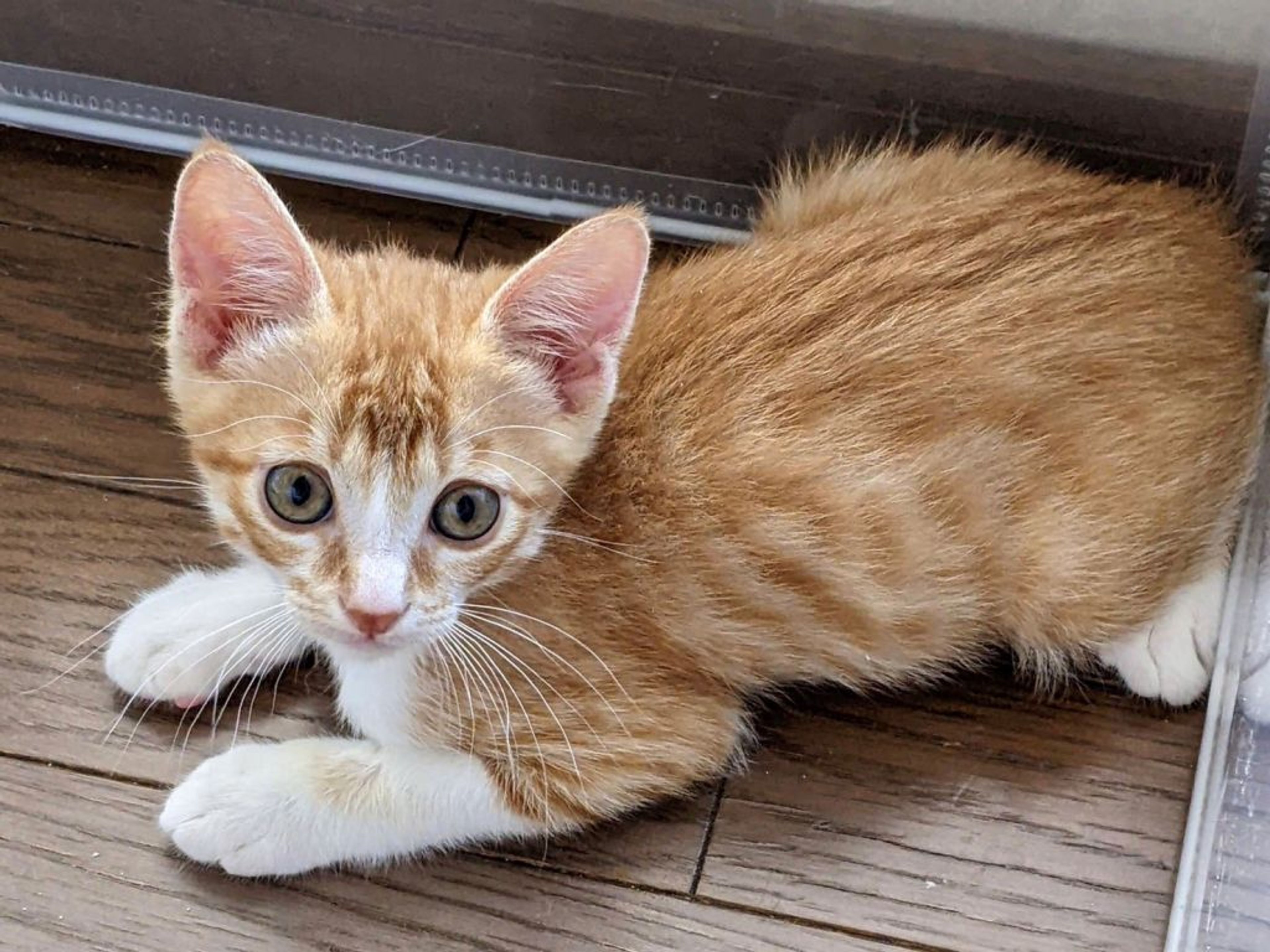 pet-image-4
