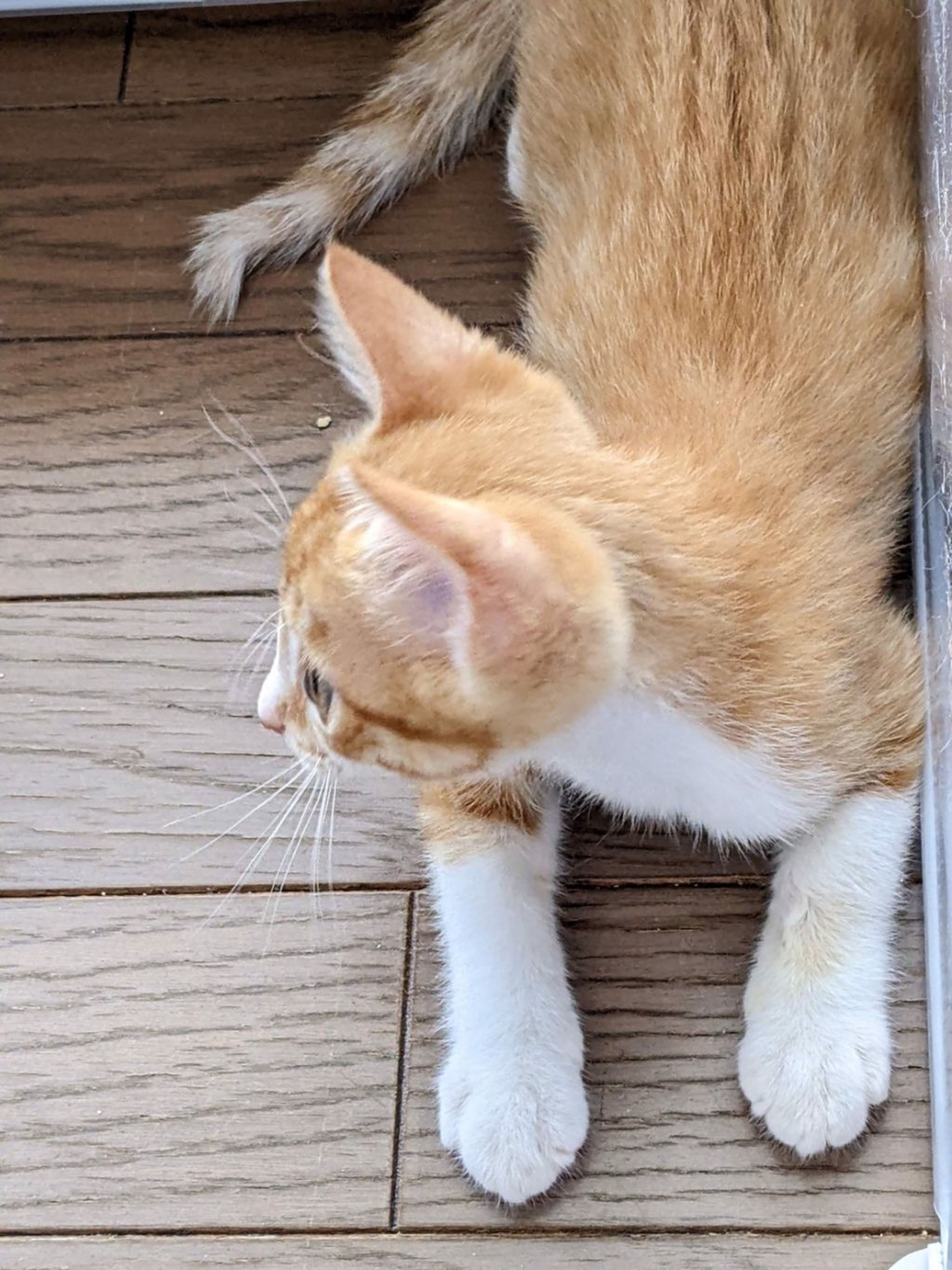 pet-image-5