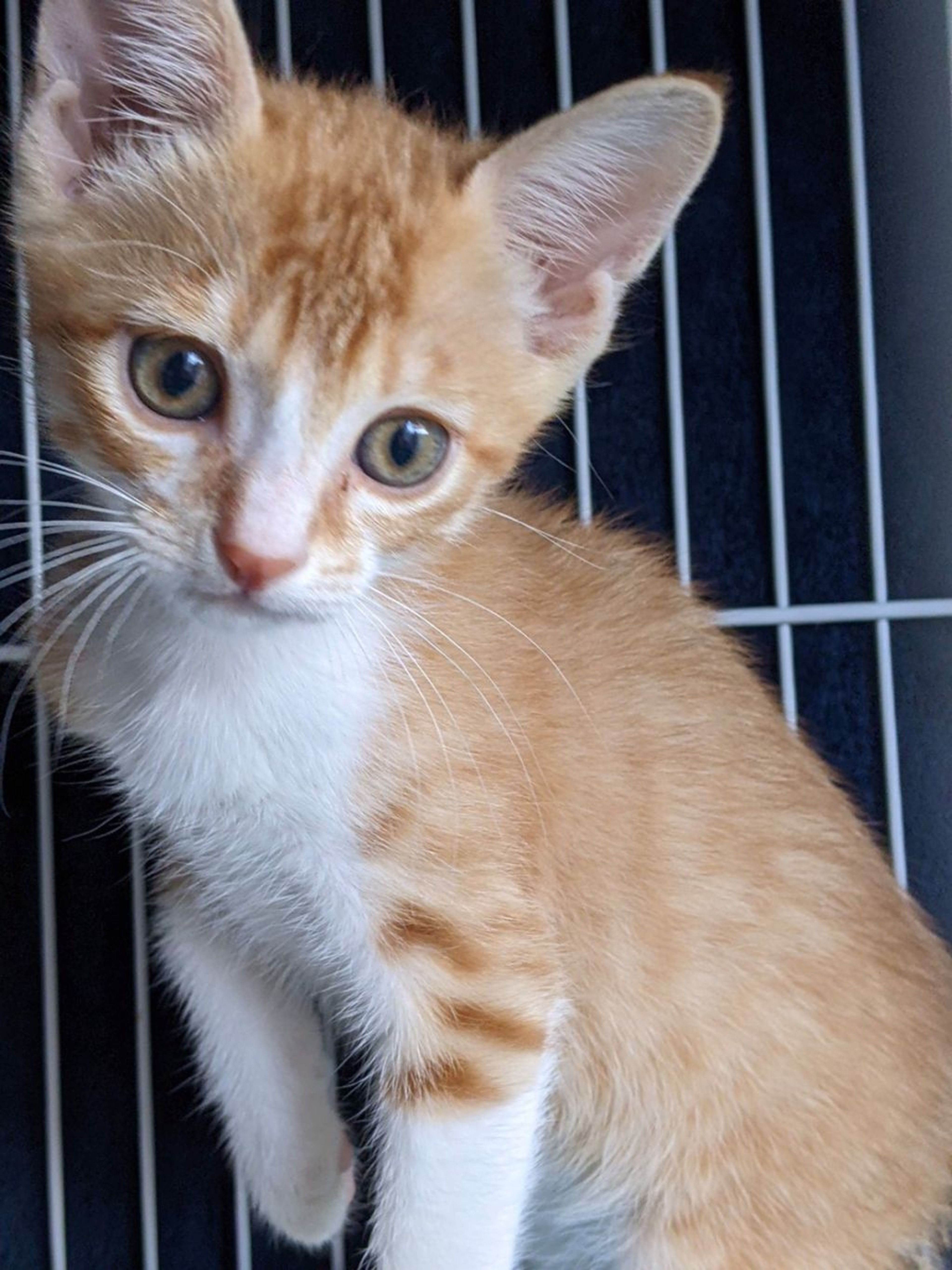 pet-image-6