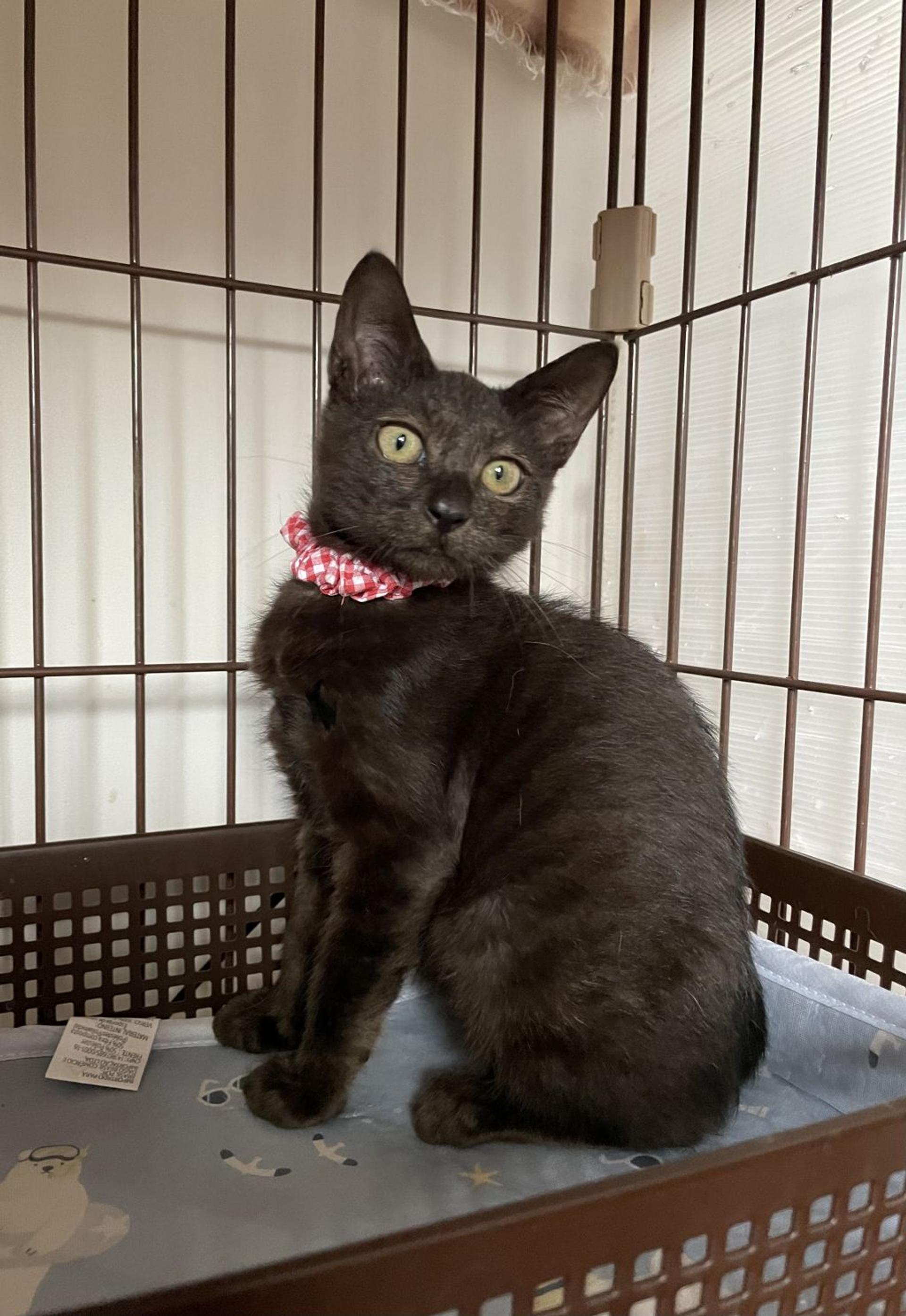 pet-image-2