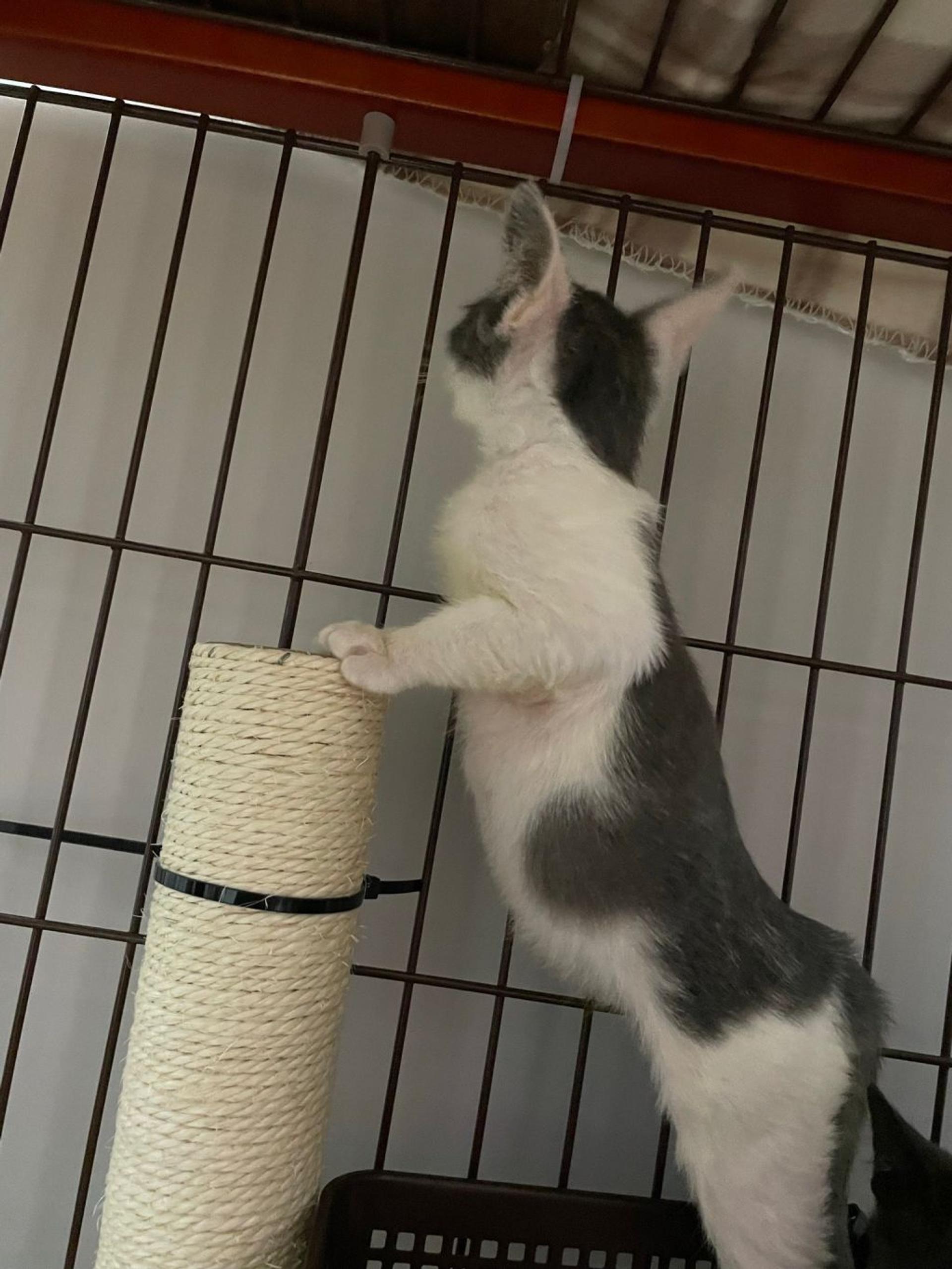 pet-image-8