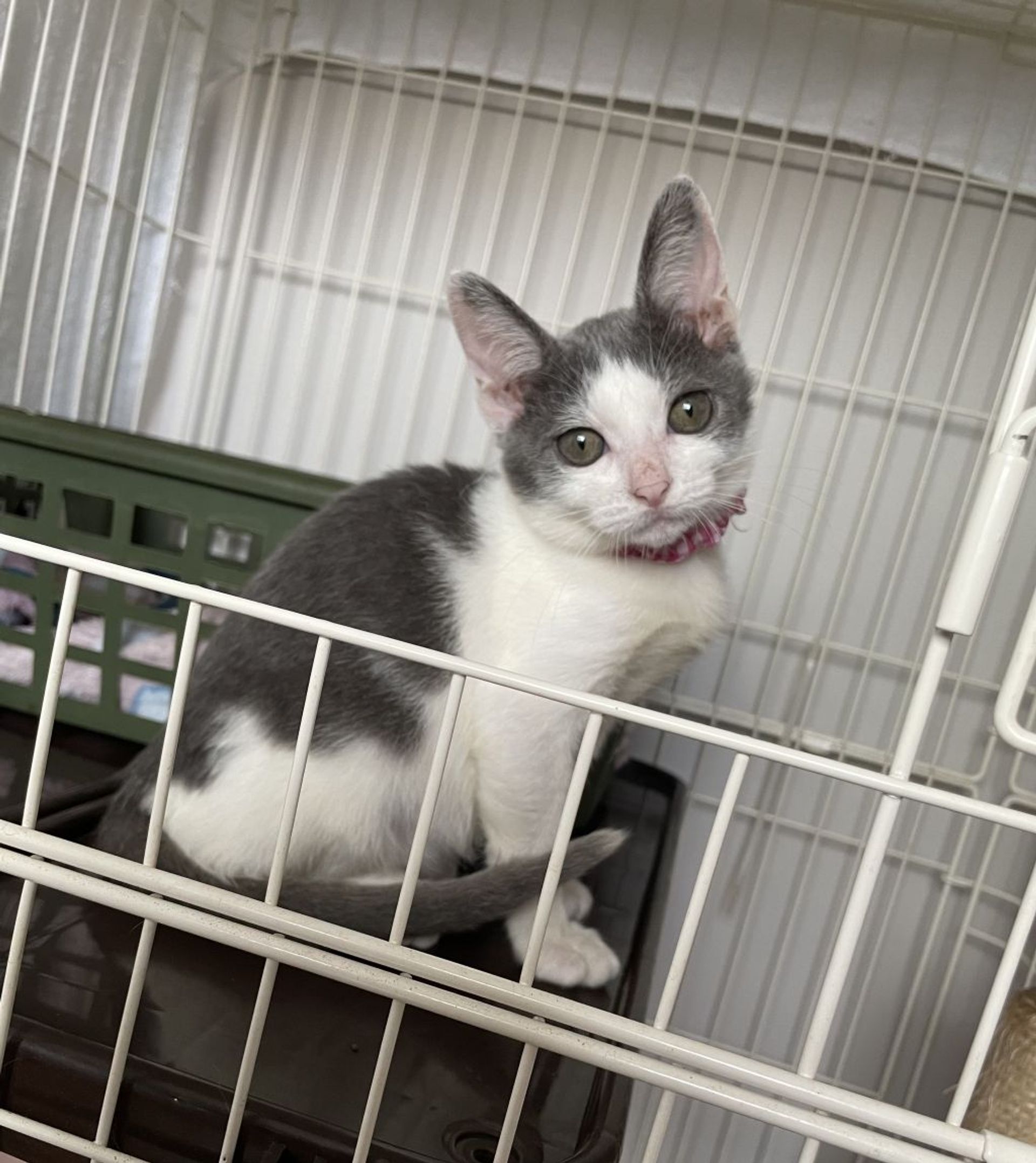 雑種（ミックス猫）・メスの里親募集の写真