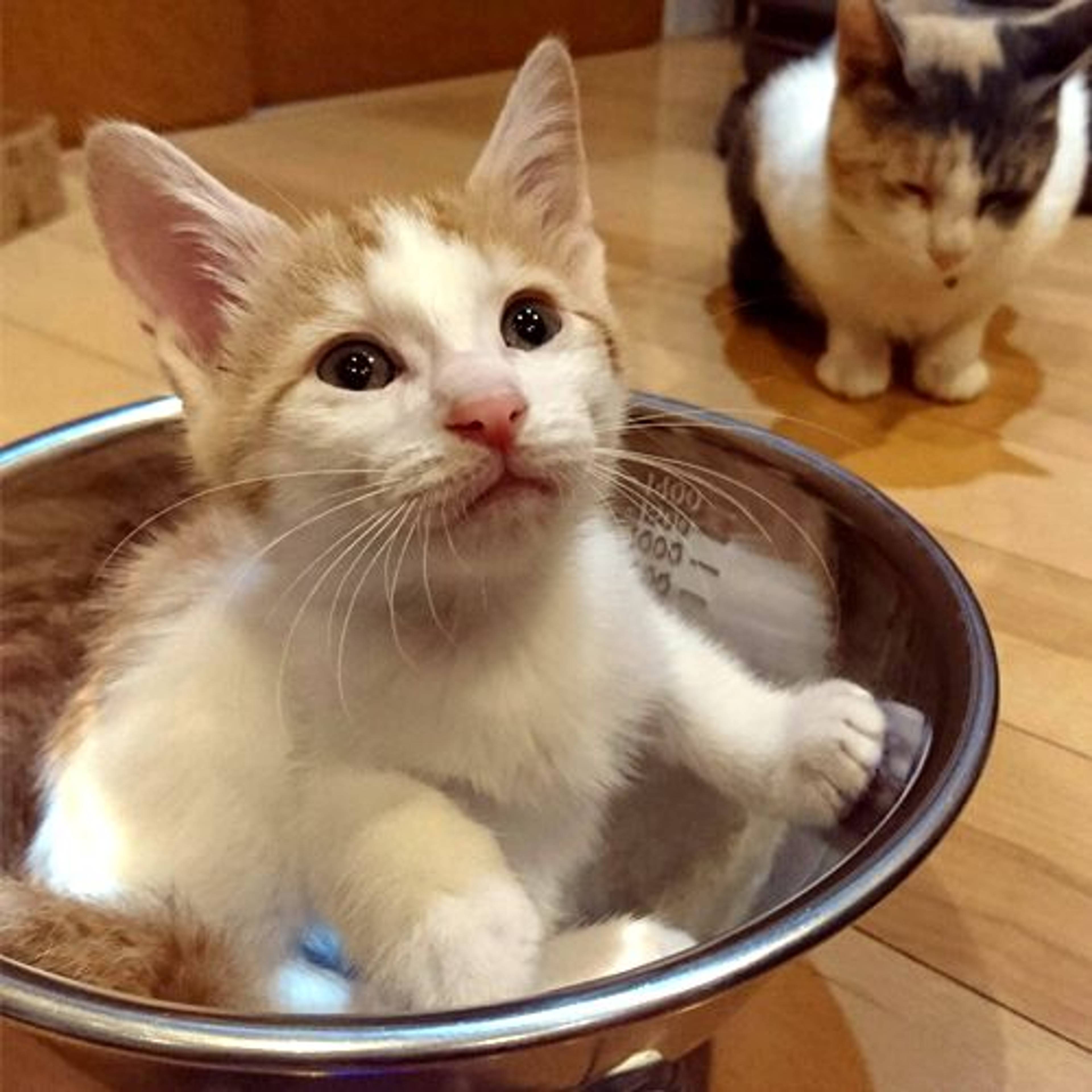 雑種（ミックス猫）・メスの里親募集の写真