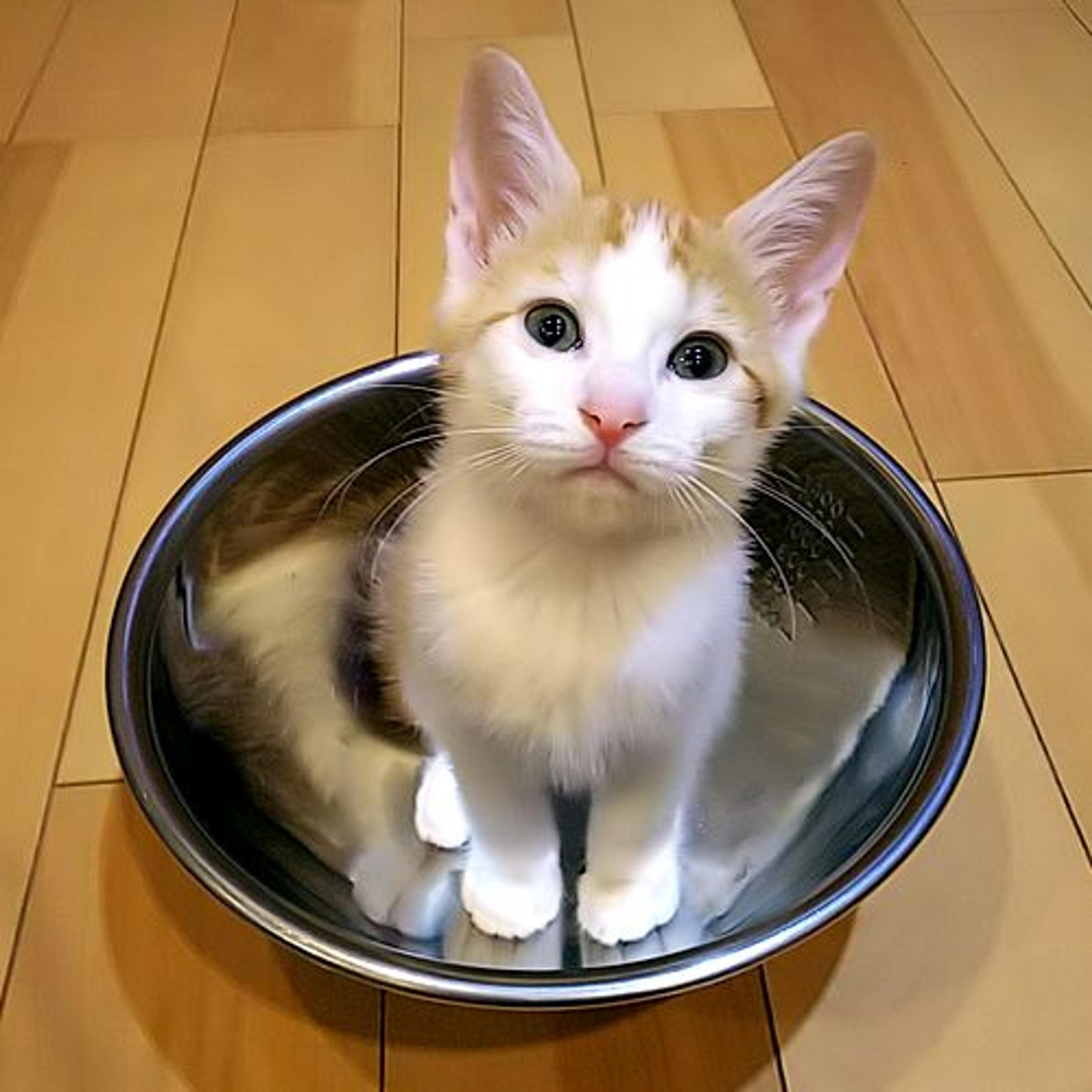 pet-image-2